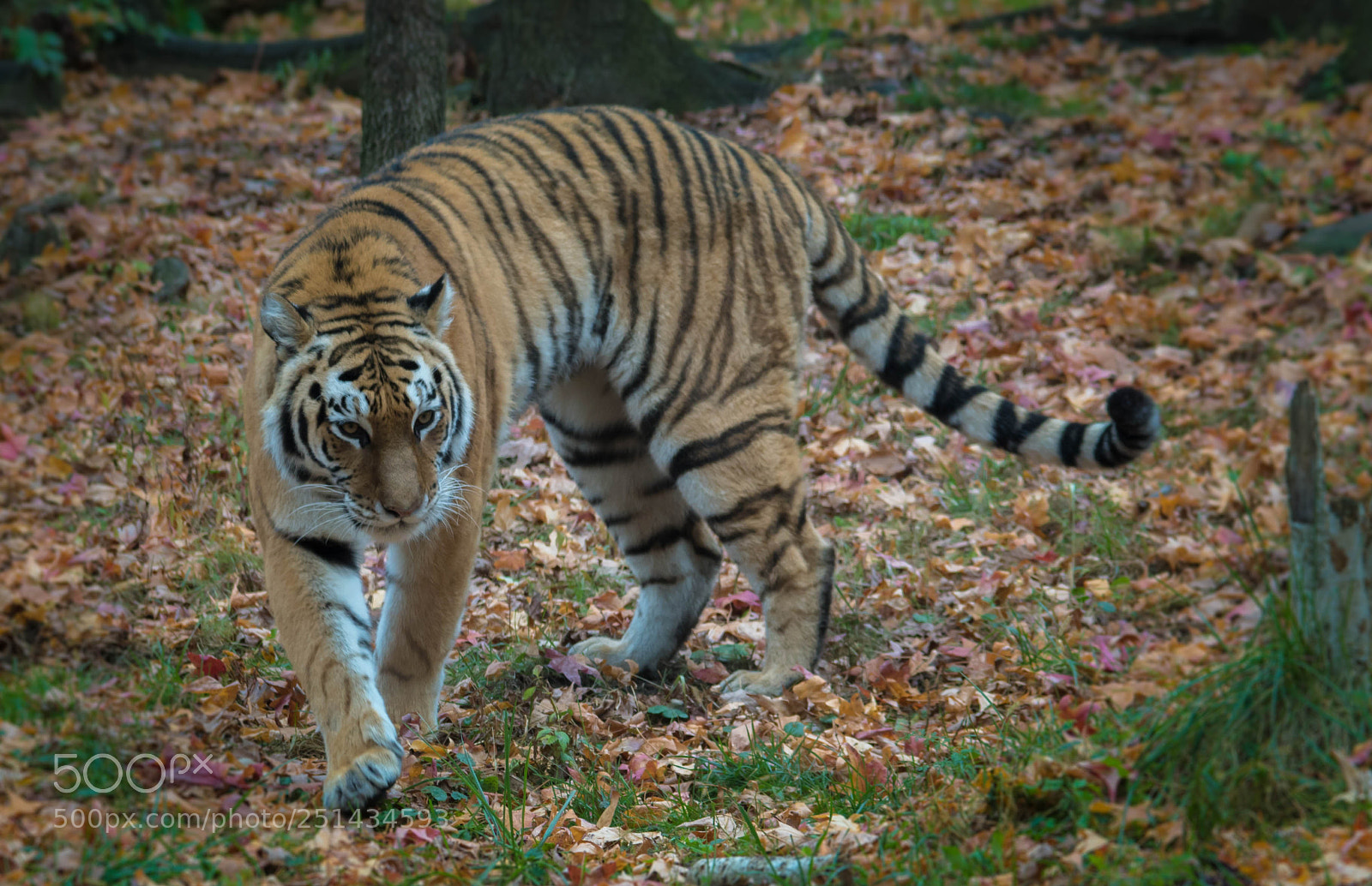 Sony ILCA-77M2 sample photo. Walking tiger at bronx photography