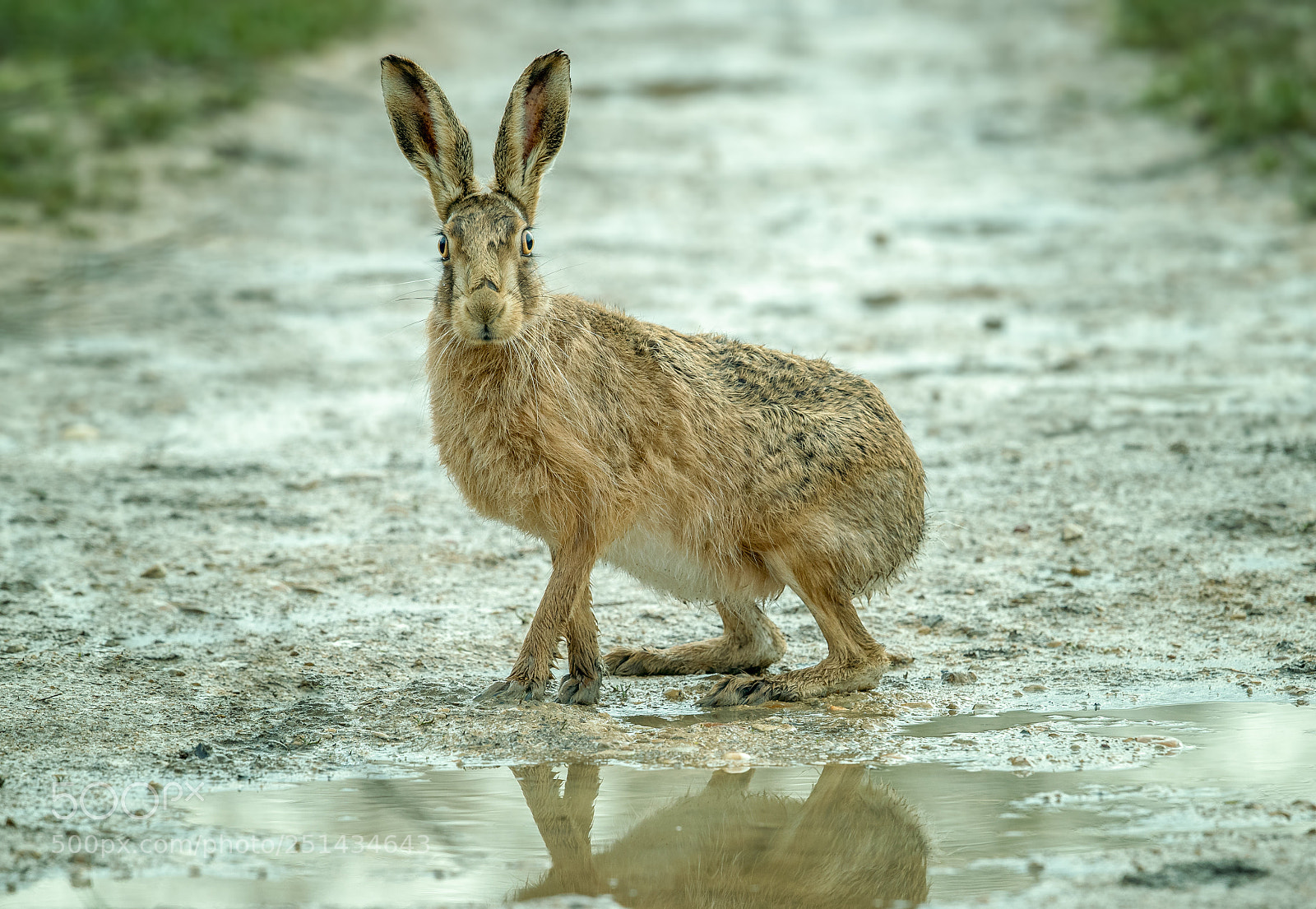 Canon EOS-1D X Mark II sample photo. Otmoor hare photography