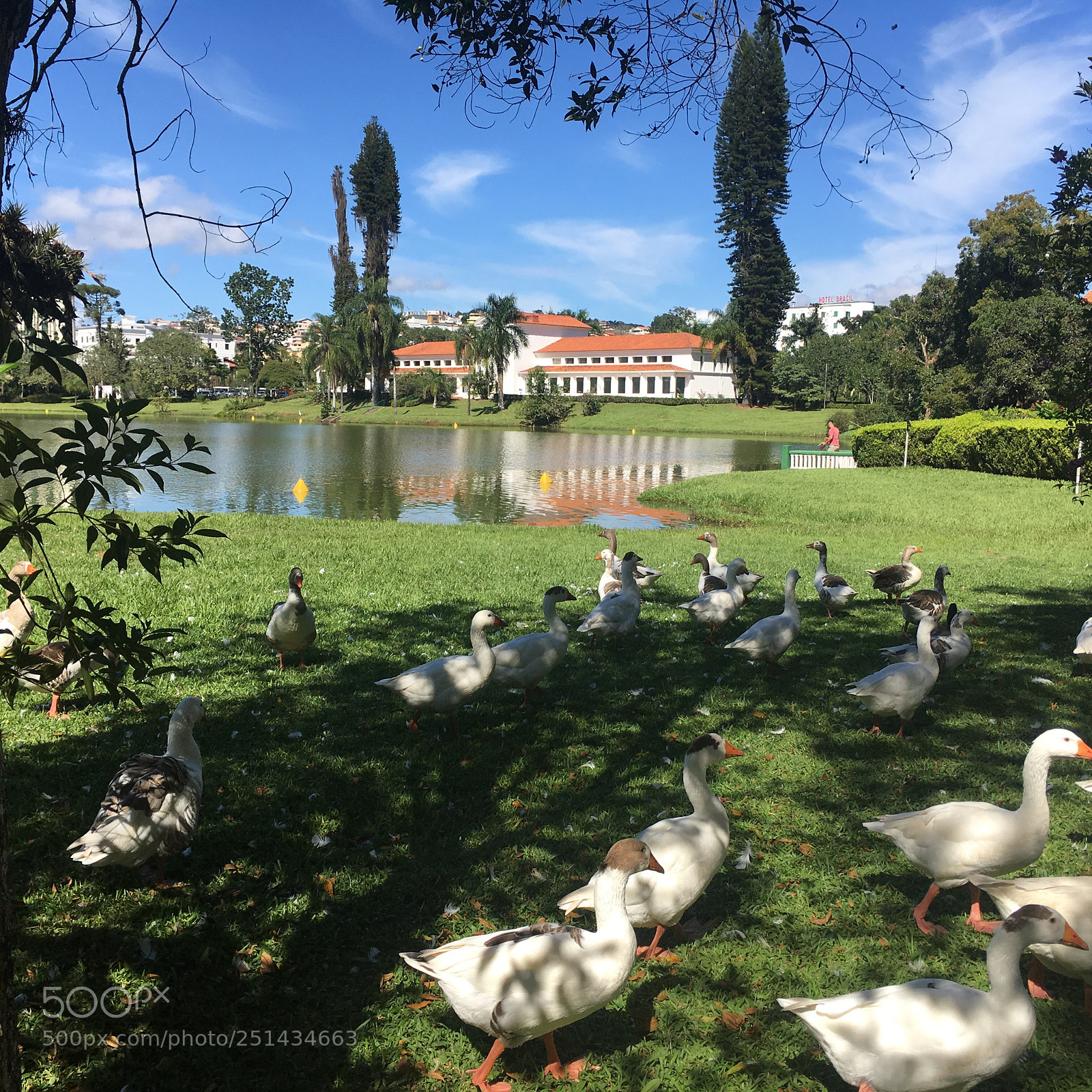Apple iPhone SE sample photo. Ducks photography