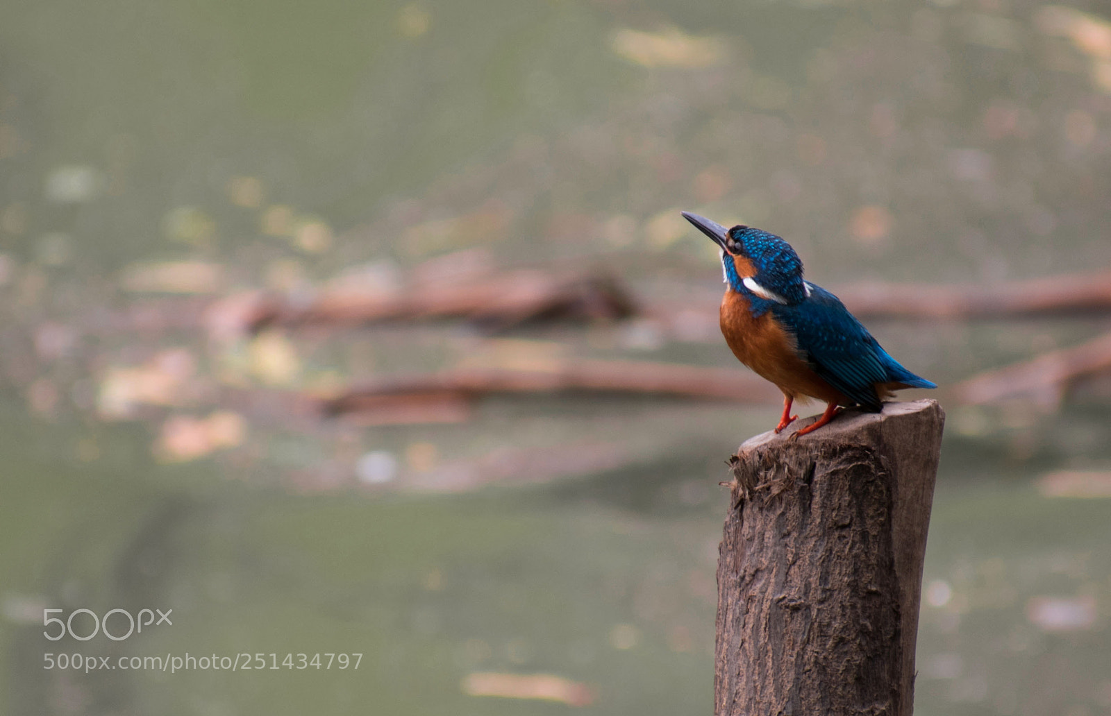 Nikon D5500 sample photo. Kingfisher photography