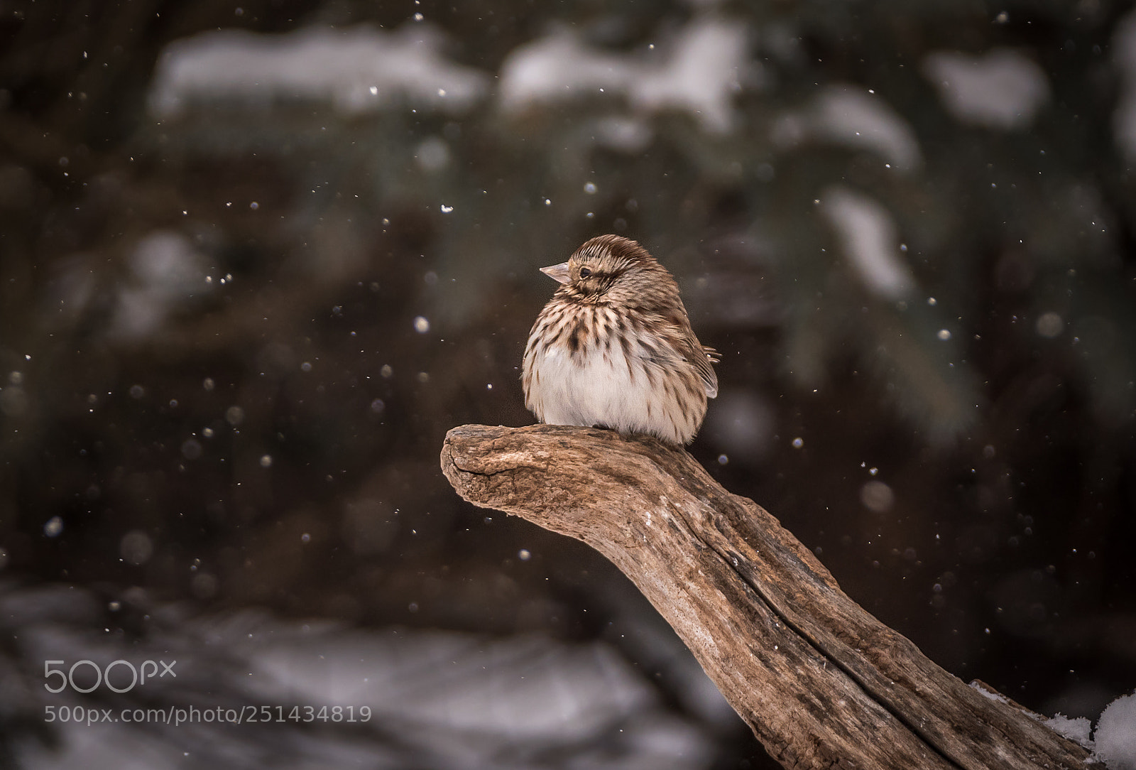 Nikon D500 sample photo. Song sparrow in winter photography