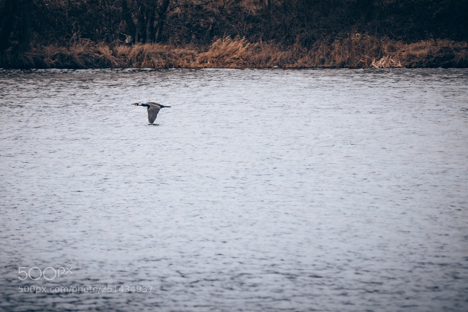 Sony ILCA-77M2 sample photo. Cormorant photography