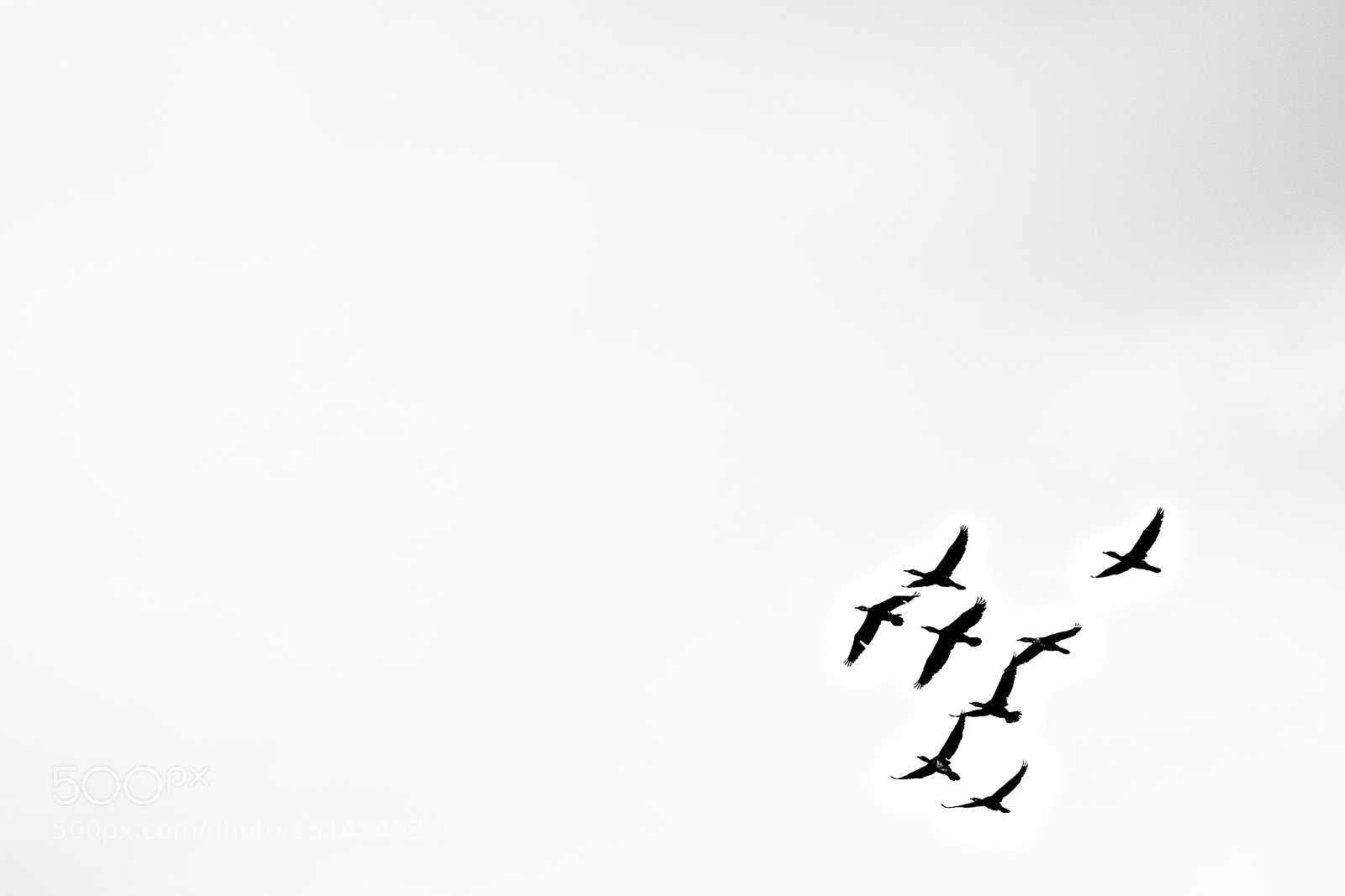 Sony ILCA-77M2 sample photo. Cormorant photography