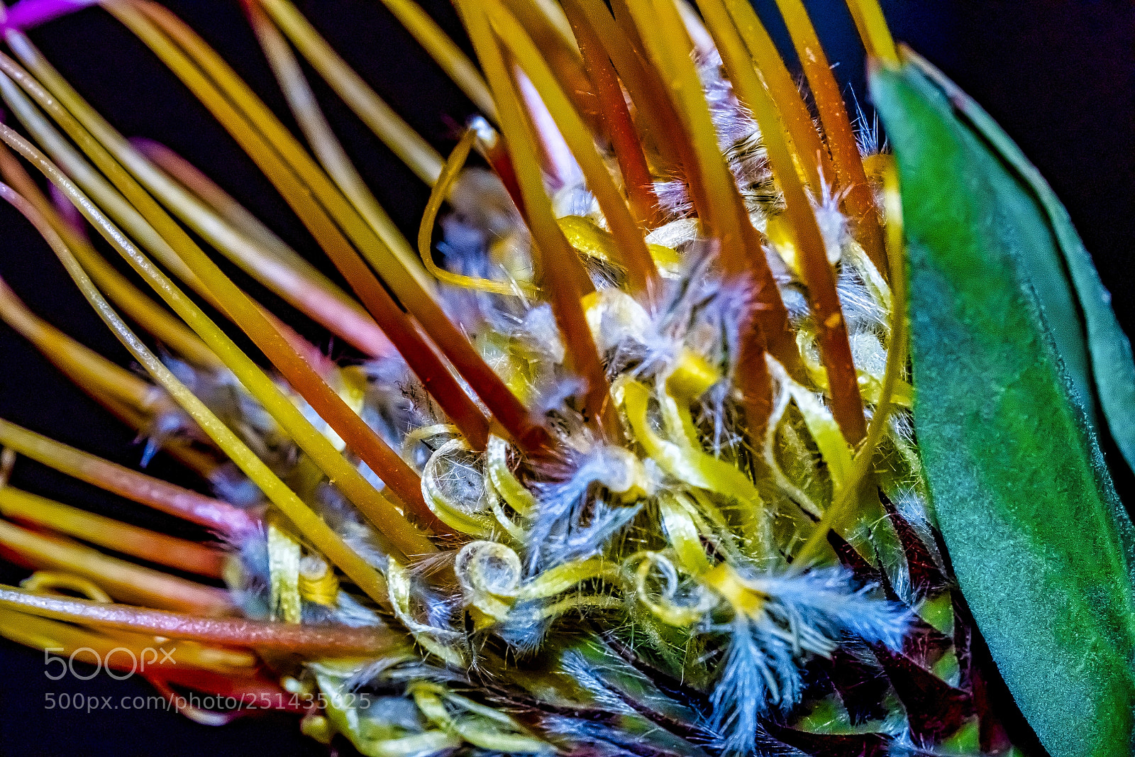 Sony a7R II sample photo. The cushion revisited photography