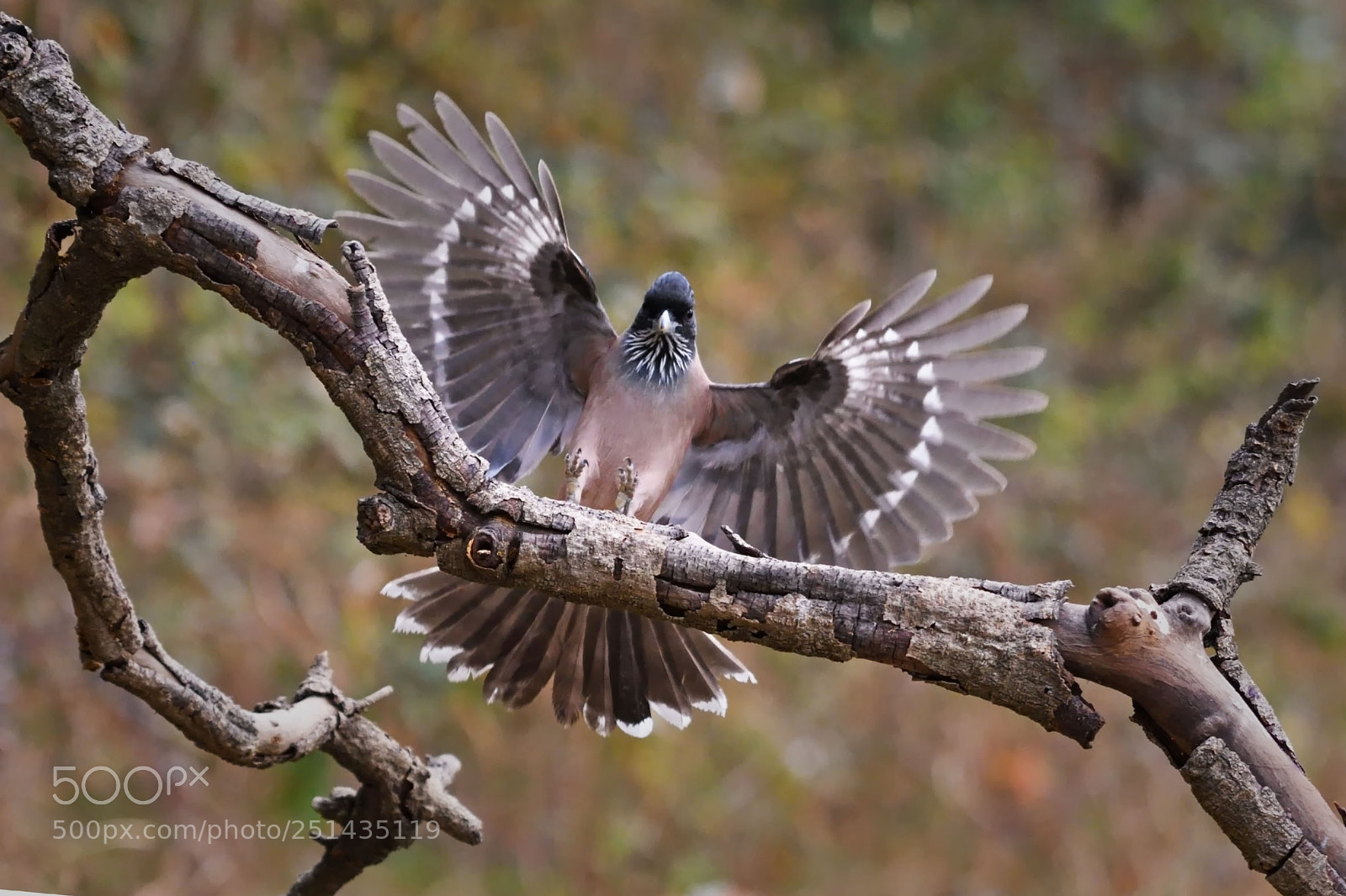 Nikon D500 sample photo. Wingspan photography