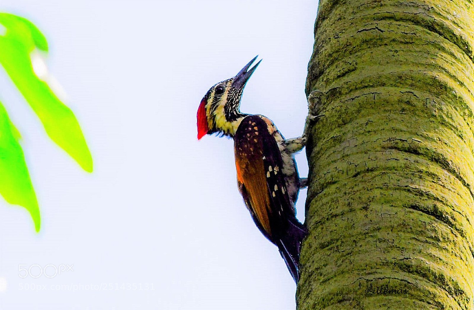Nikon D5300 sample photo. Woodpecker photography