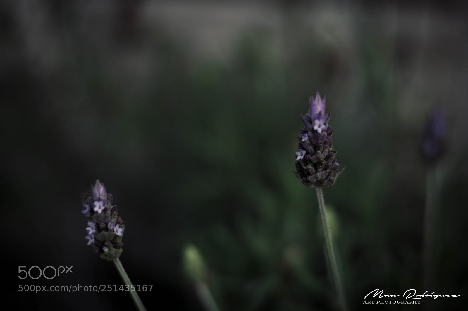 Nikon D3300 sample photo. Wild photography