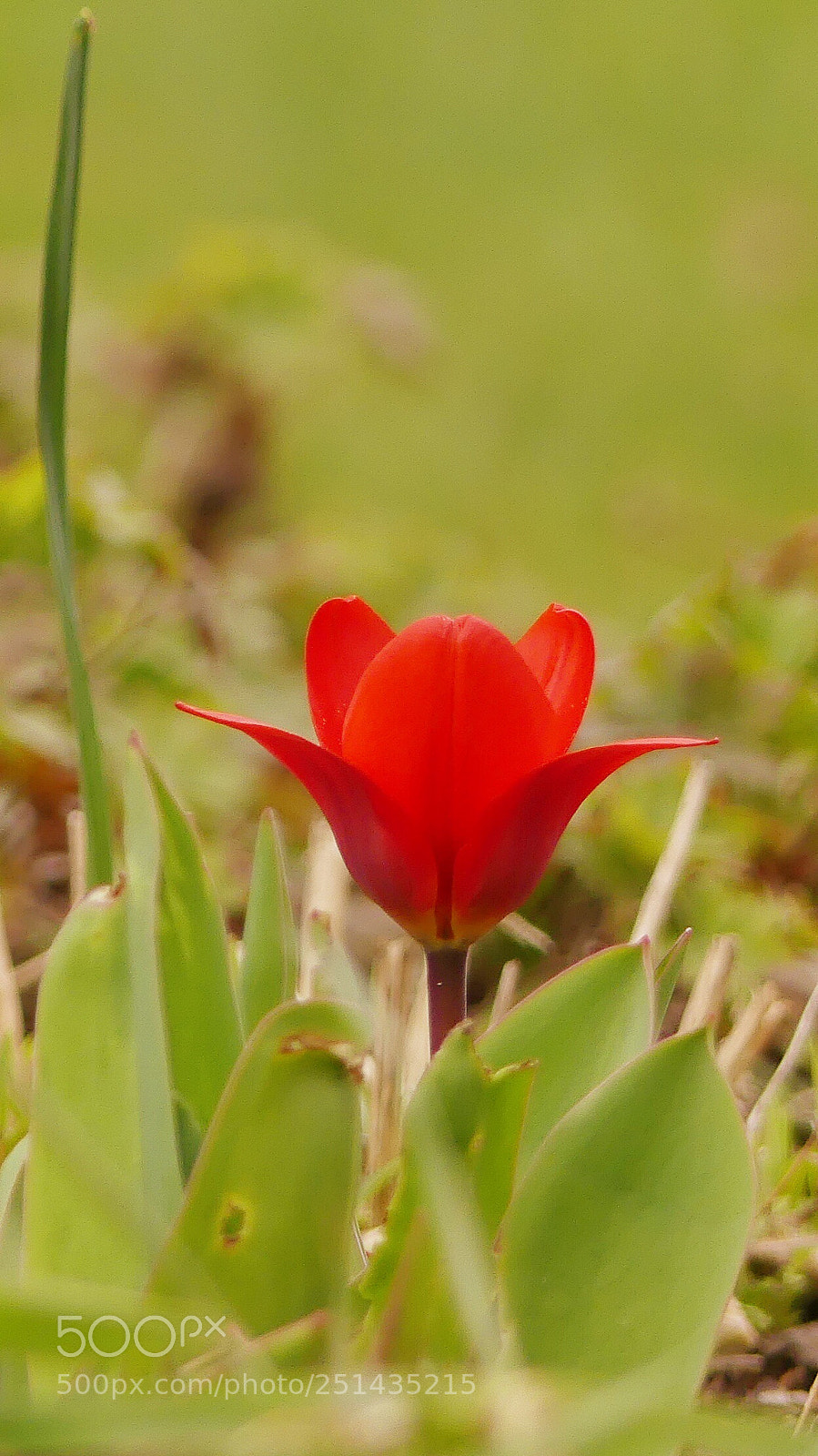 Panasonic Lumix DMC-FZ300 sample photo. Spring has come... photography
