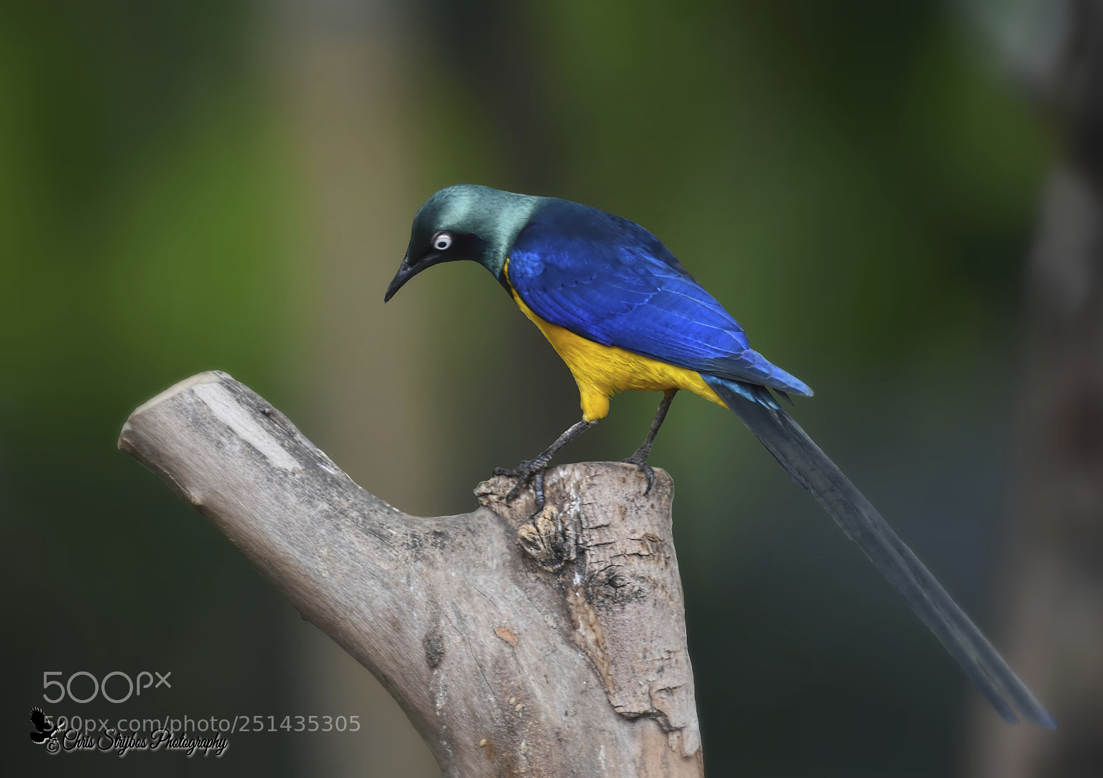 Nikon D7200 sample photo. De koningsglansspreeuw (cosmopsarus regius) photography
