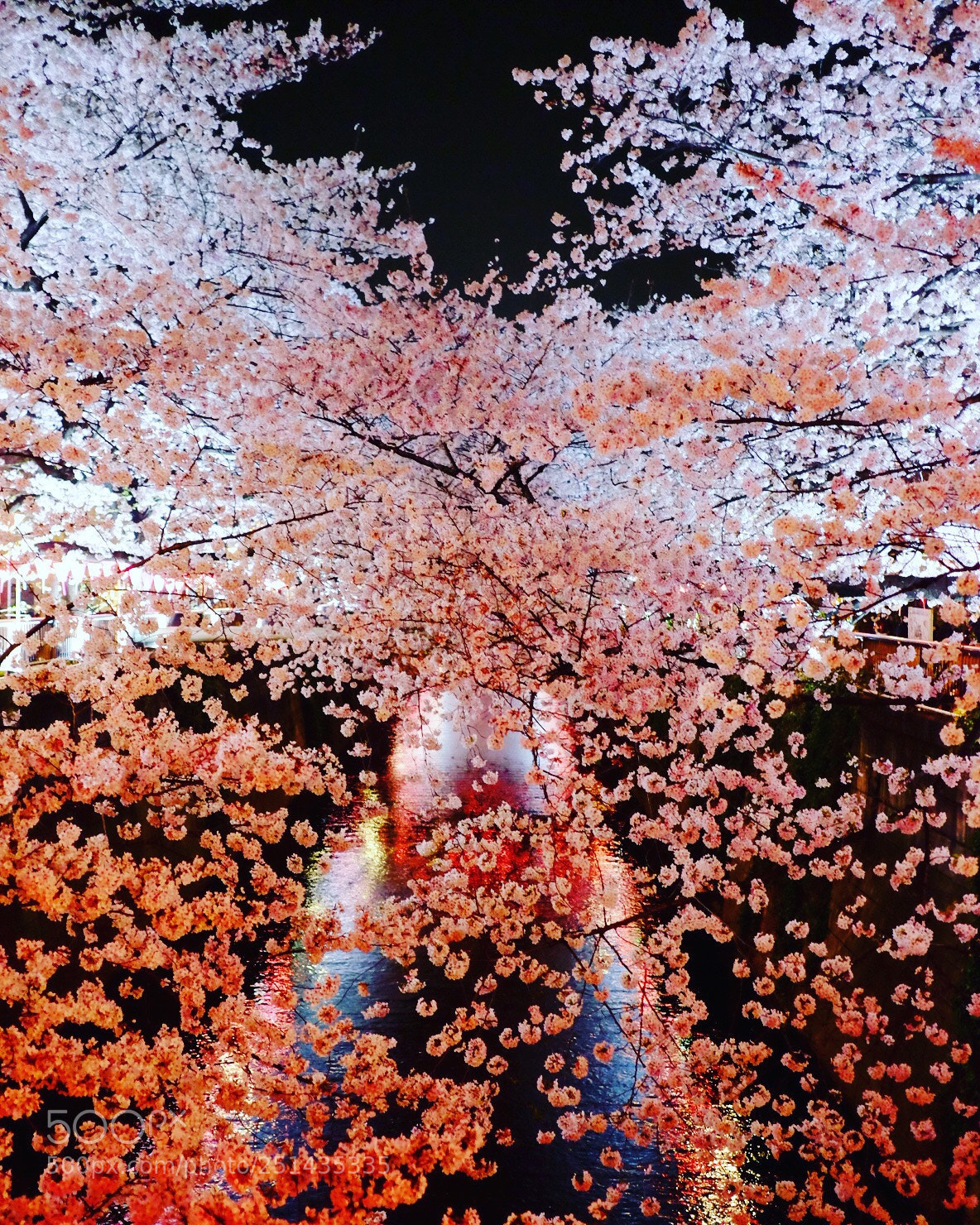 Fujifilm X-E2 sample photo. Night cherry blossoms photography