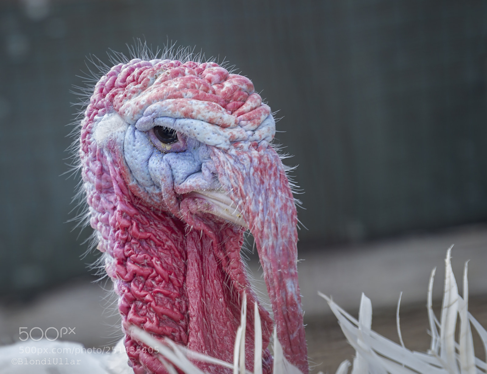Canon EOS 100D (EOS Rebel SL1 / EOS Kiss X7) sample photo. The white turkey... photography
