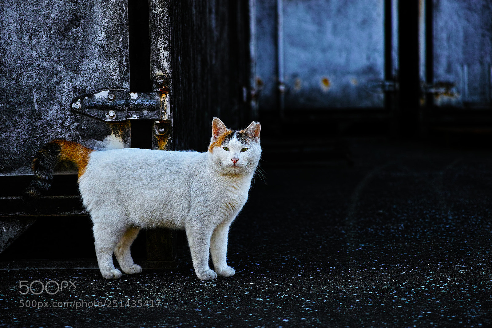 Sigma DP3 Merrill sample photo. Cat every day photography