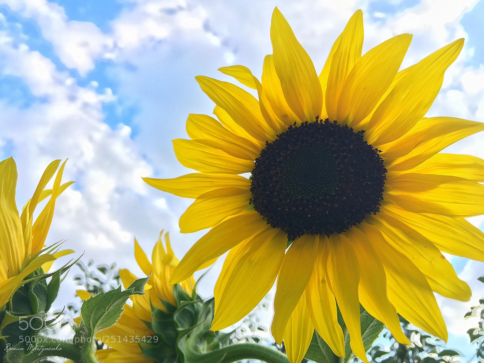 Apple iPhone 6s Plus sample photo. Earthly sun photography