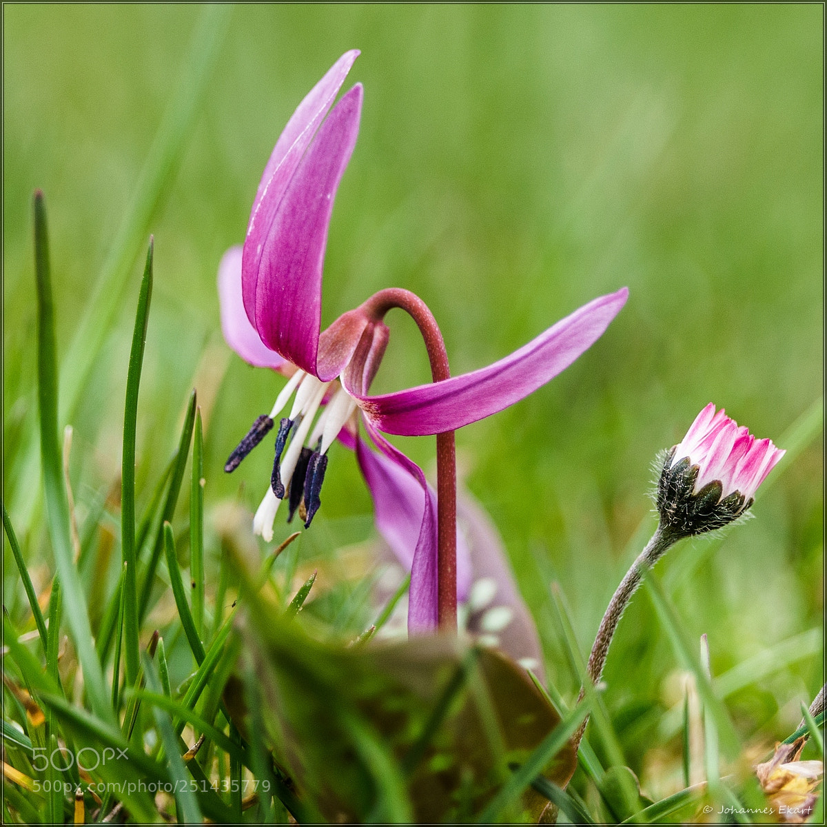 Sony a7 sample photo. Hundszahn und g nsebl photography