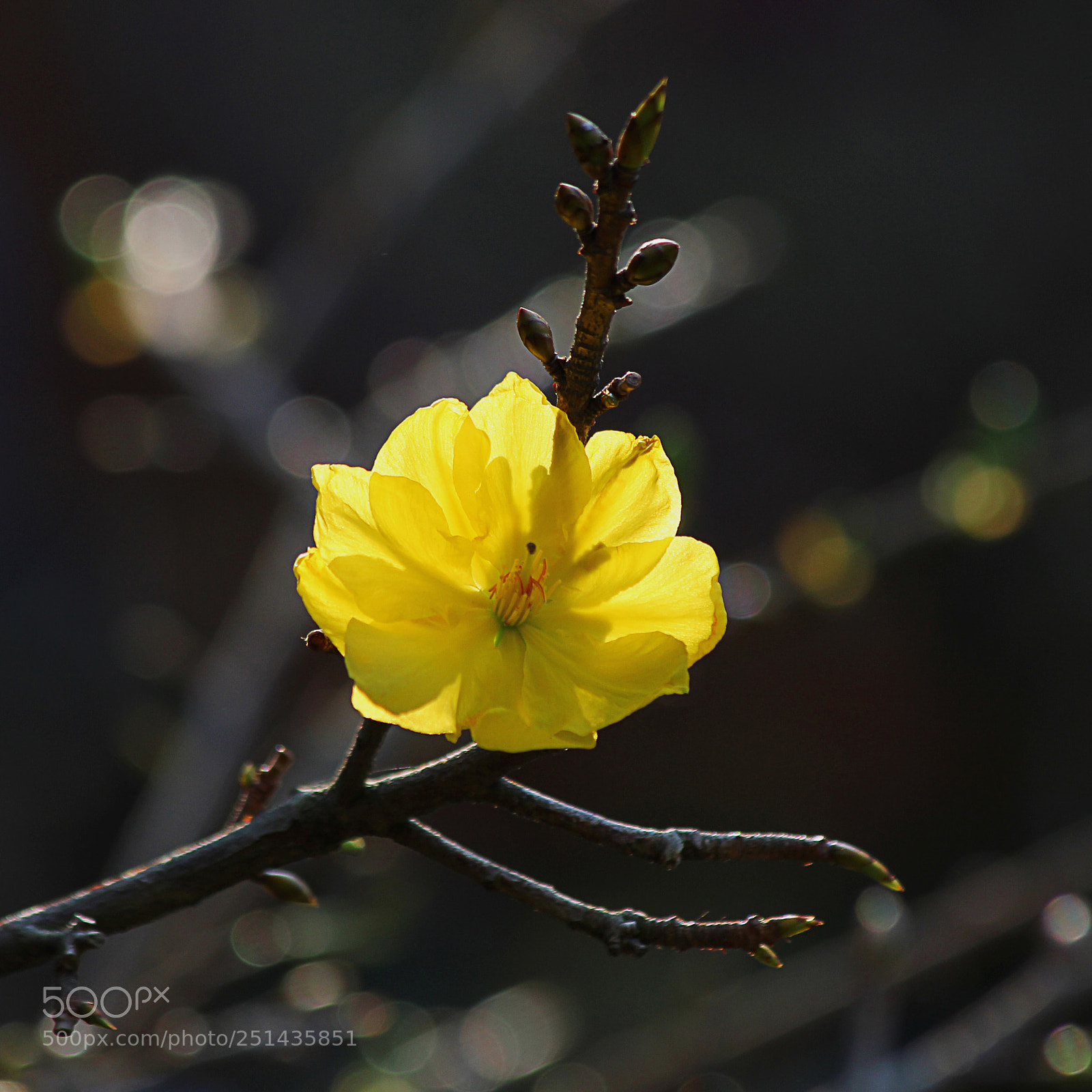 Canon EOS 550D (EOS Rebel T2i / EOS Kiss X4) sample photo. The last yellow apricot photography