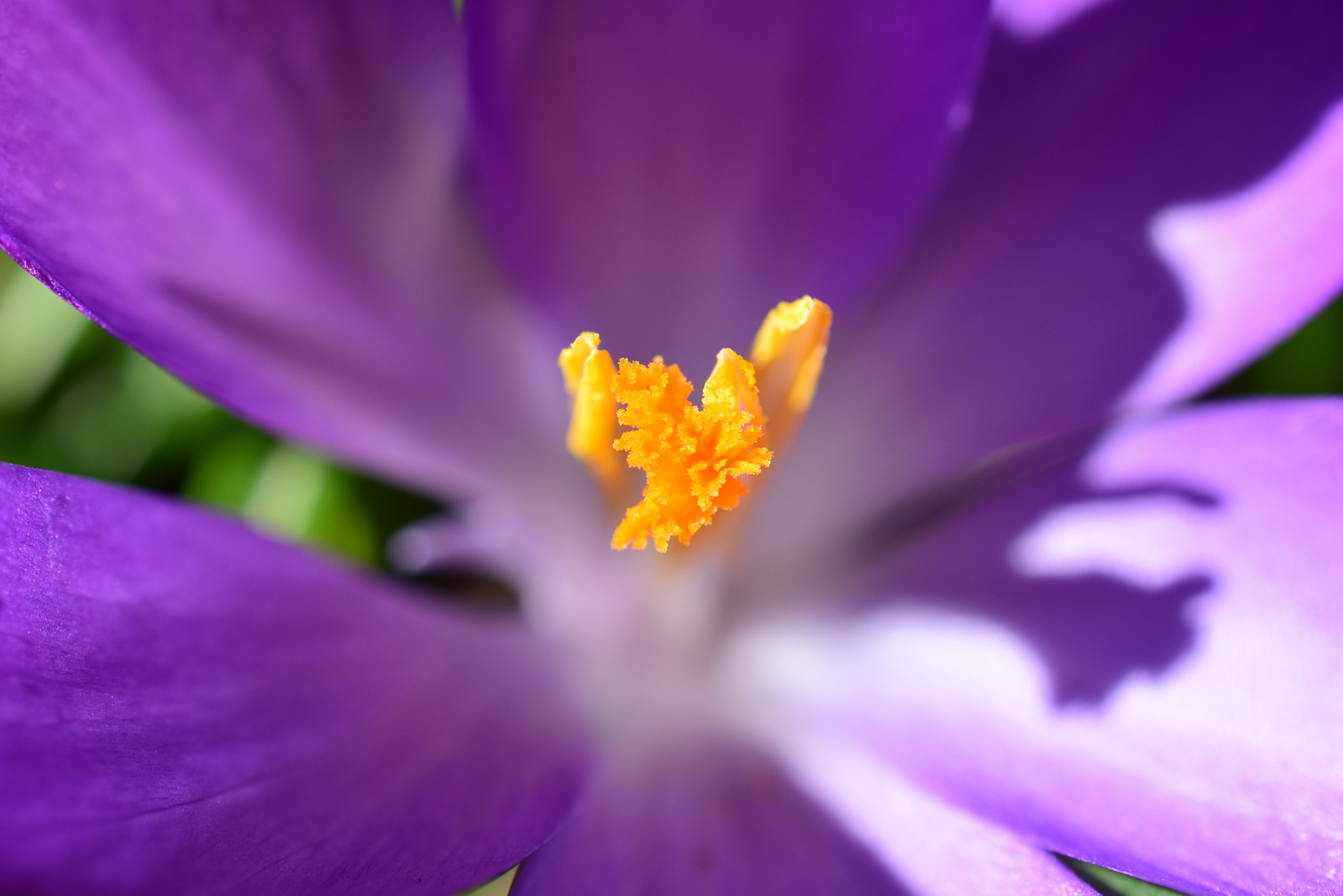 Nikon AF-S DX Micro Nikkor 40mm F2.8 sample photo. Heart of crocus / spring 2018 photography