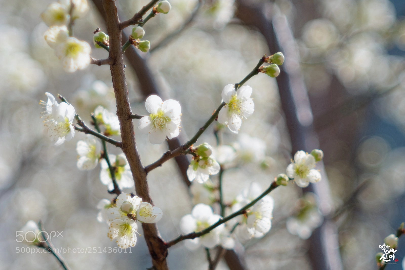 Fujifilm X-T2 sample photo. Plum photography