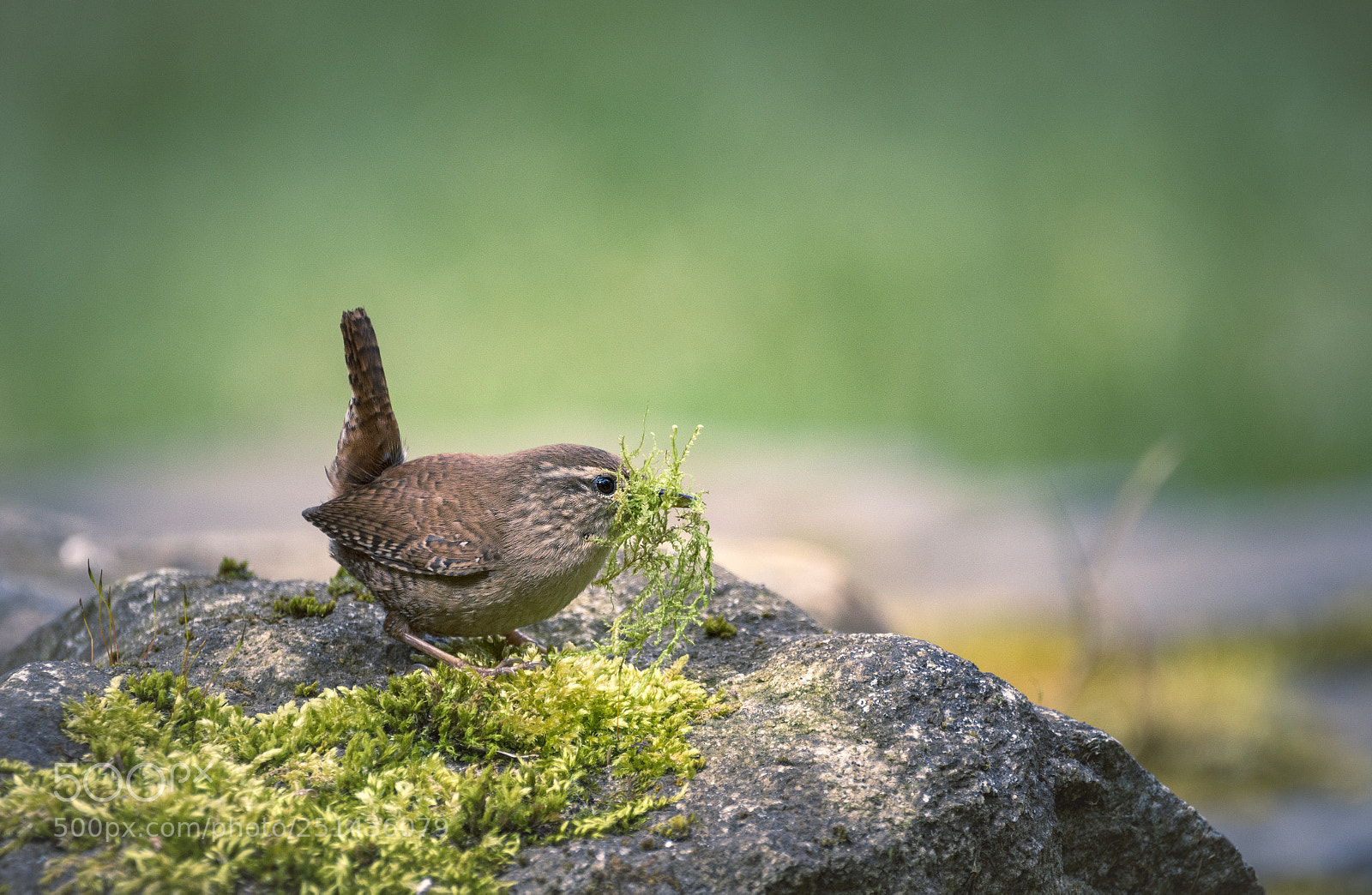 Nikon D7200 sample photo. Wren photography