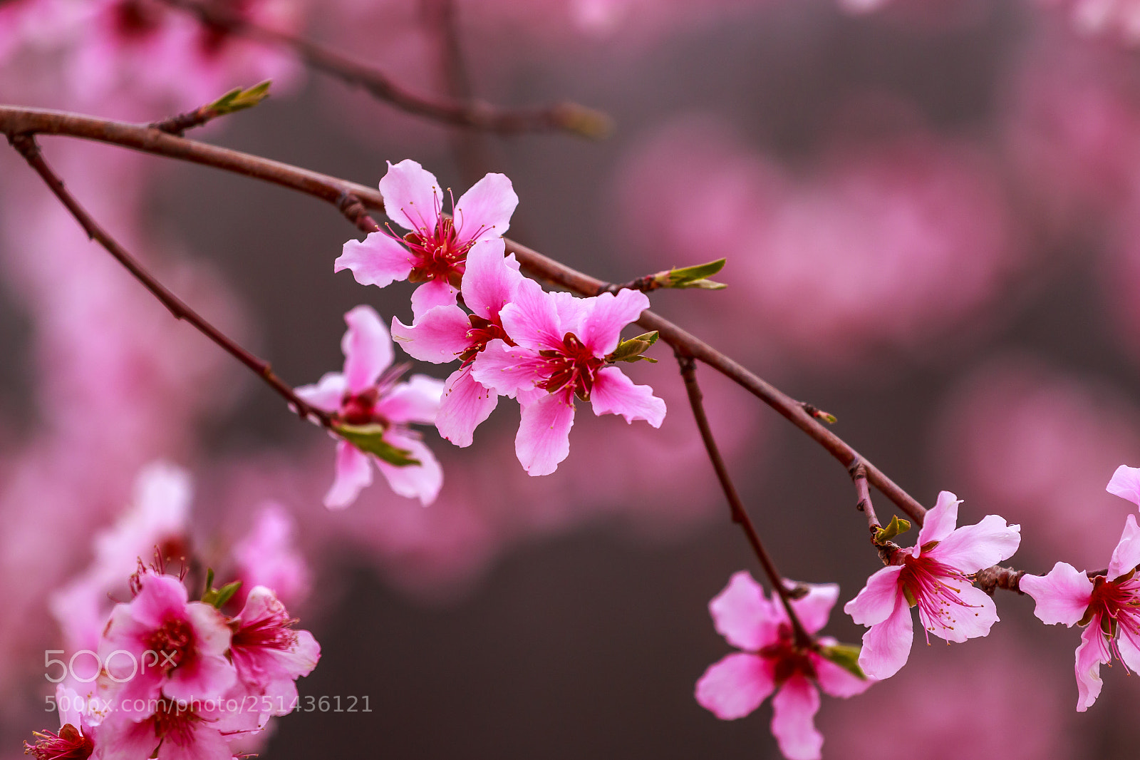 Canon EOS 70D sample photo. Spring 2018 photography