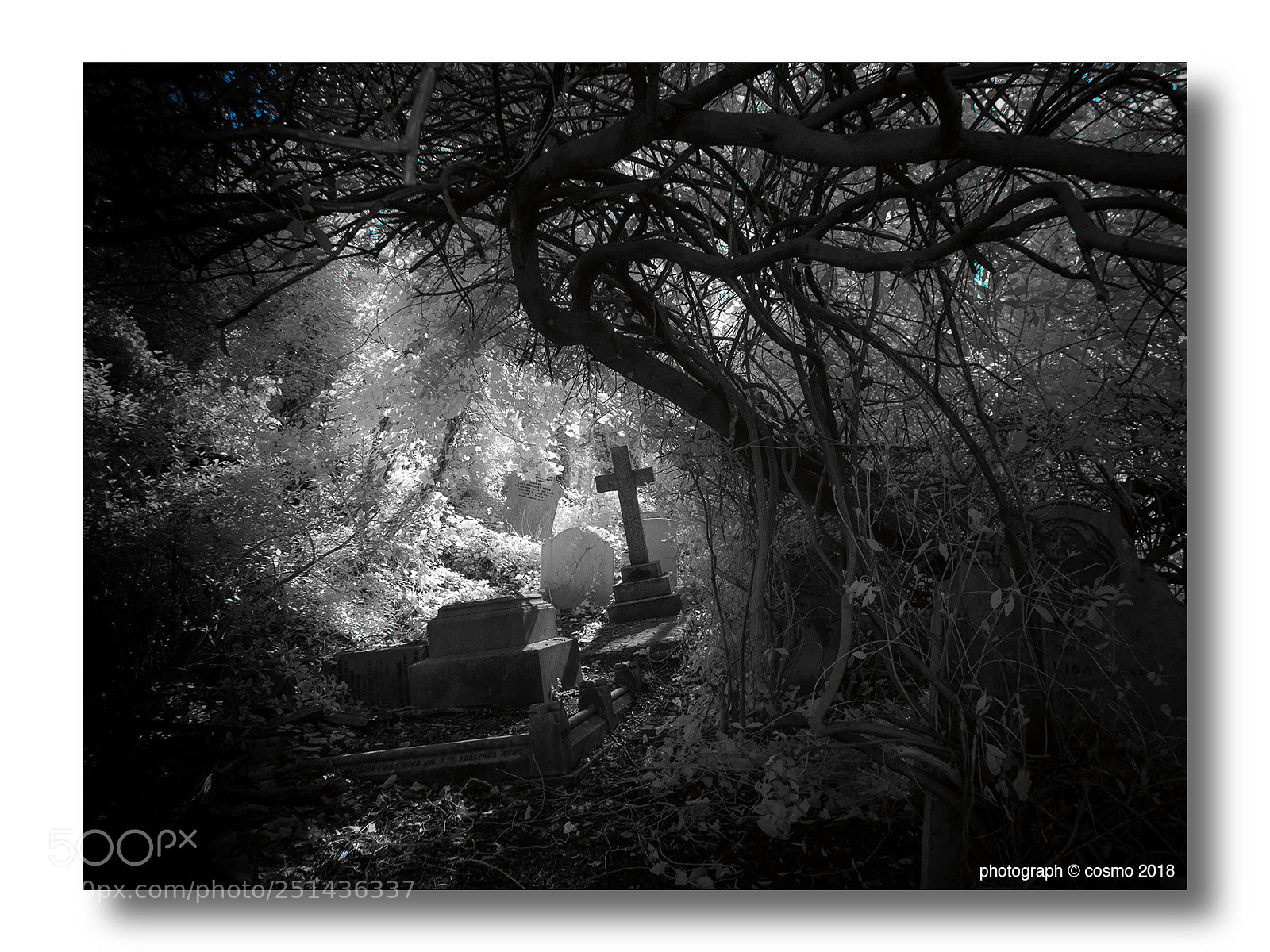 Panasonic Lumix DMC-GX8 sample photo. Abney park cemetery 2018 062 photography