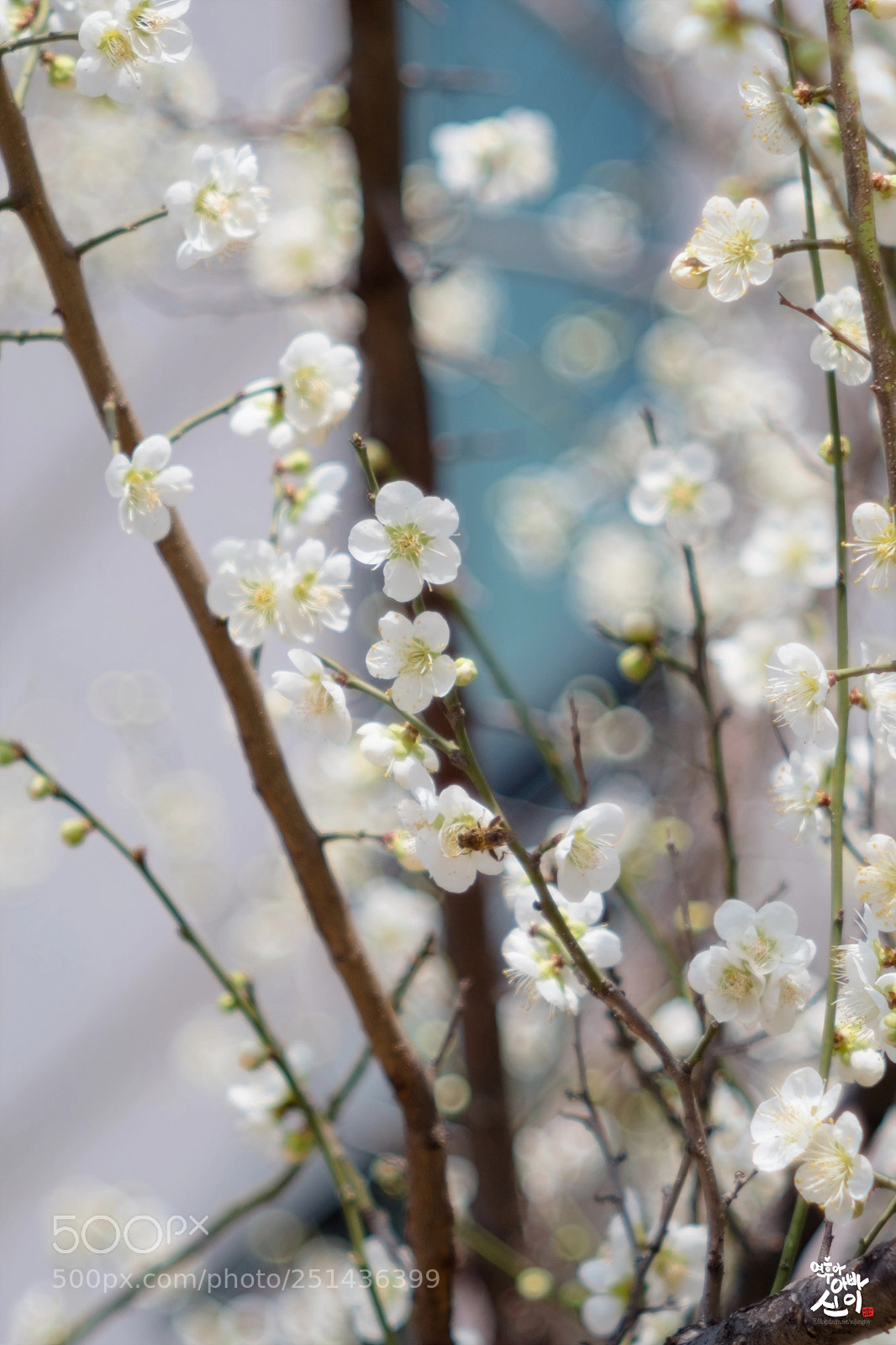 Fujifilm X-T2 sample photo. Plum 02 photography
