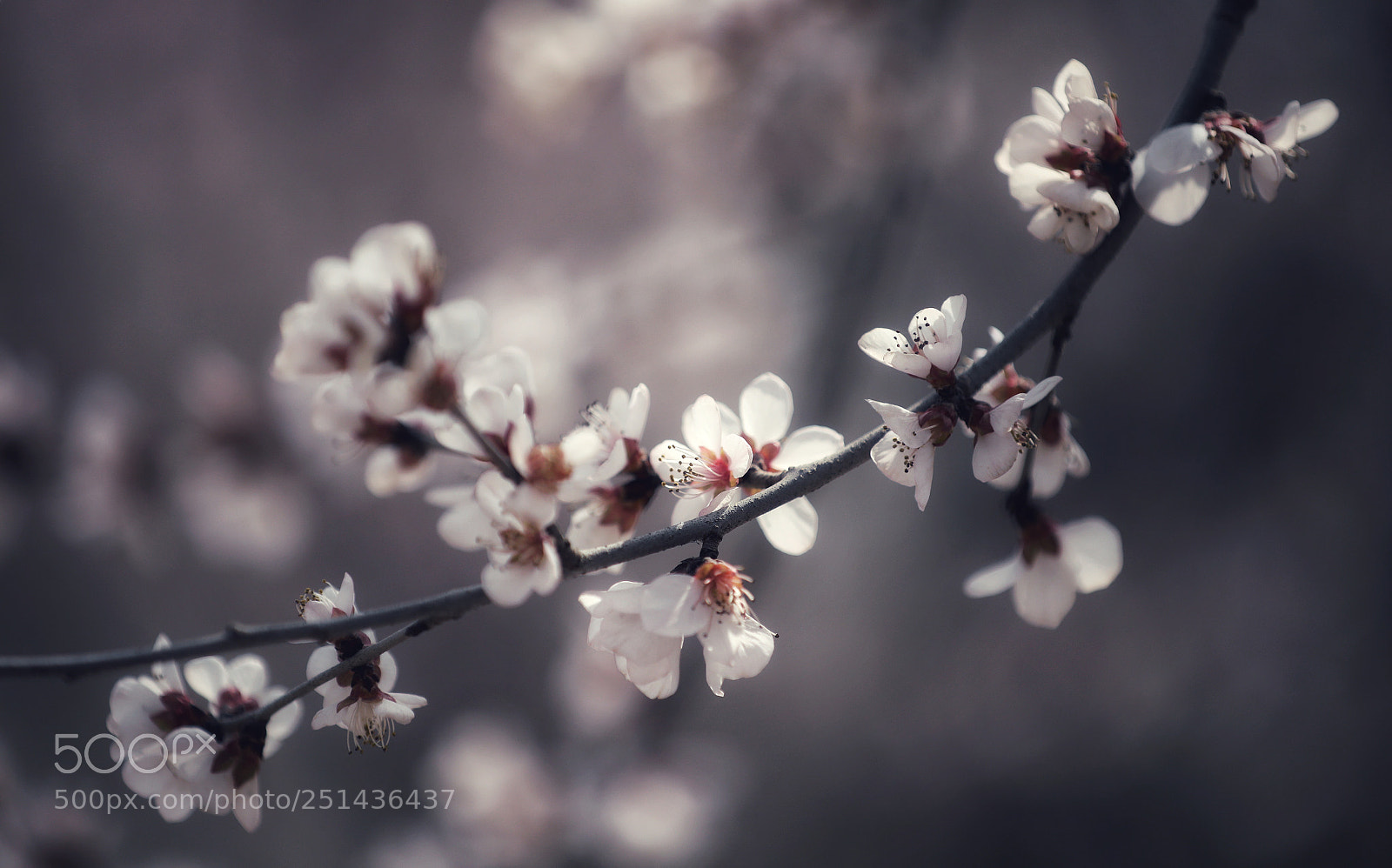Canon EOS 5D Mark IV sample photo. 三月桃花 photography