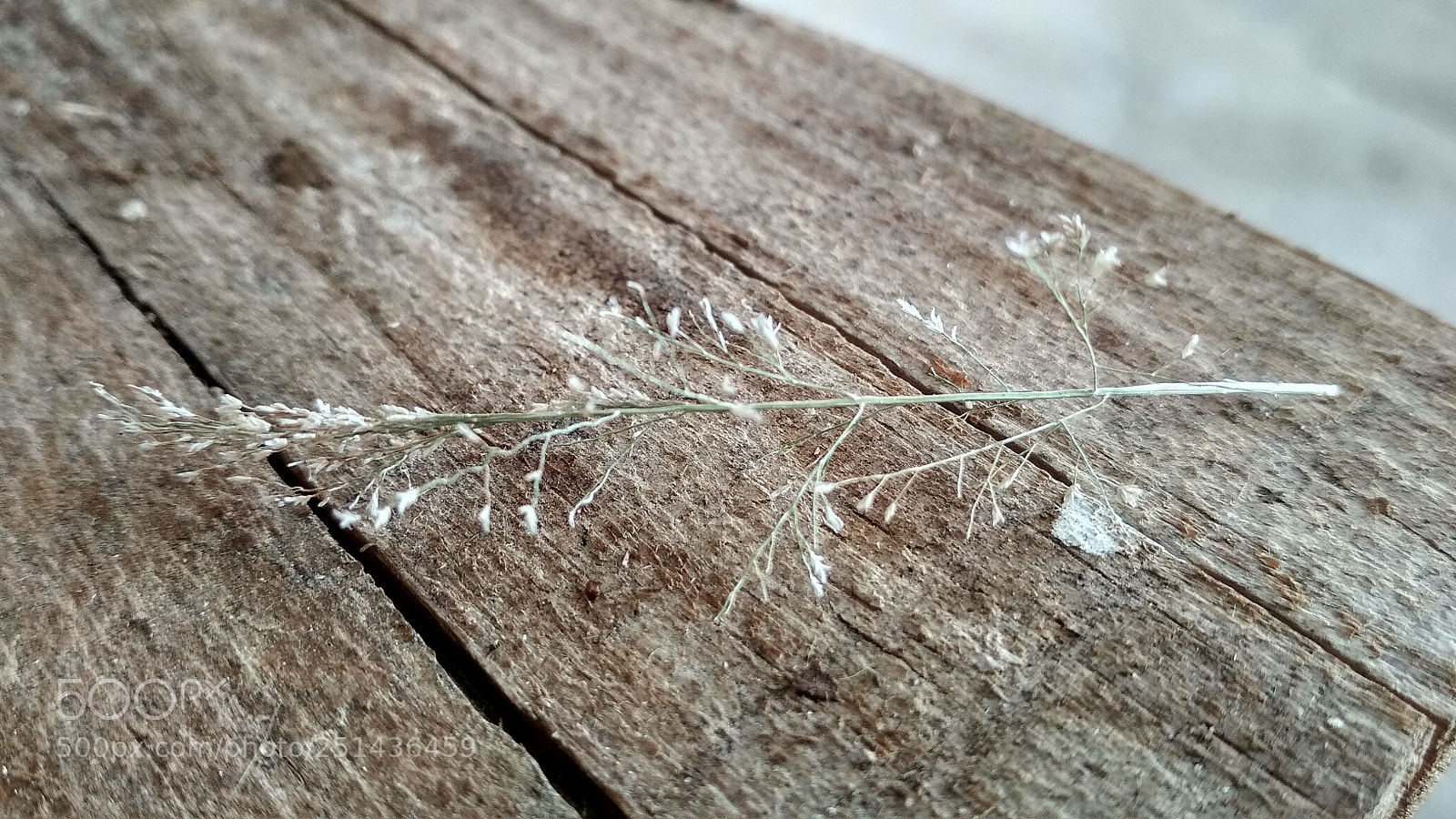 Xiaomi Redmi 4X sample photo. Untitled photography
