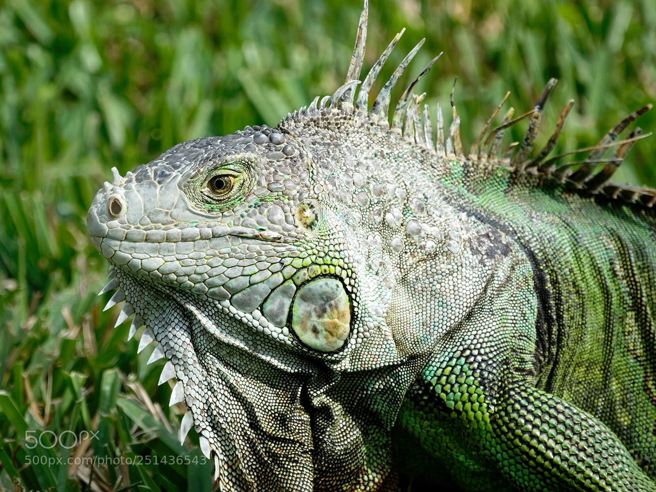 Sony Cyber-shot DSC-RX10 III sample photo. Common green iguana in photography