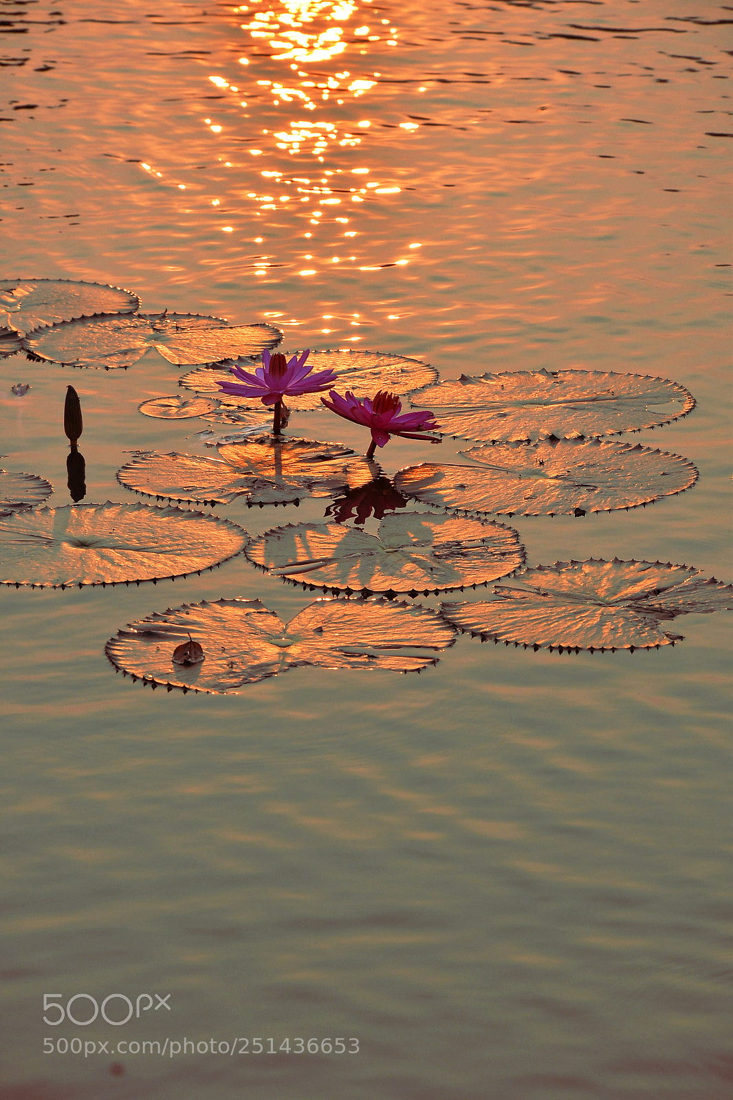 Nikon D610 sample photo. Waterlily in angkor wat photography