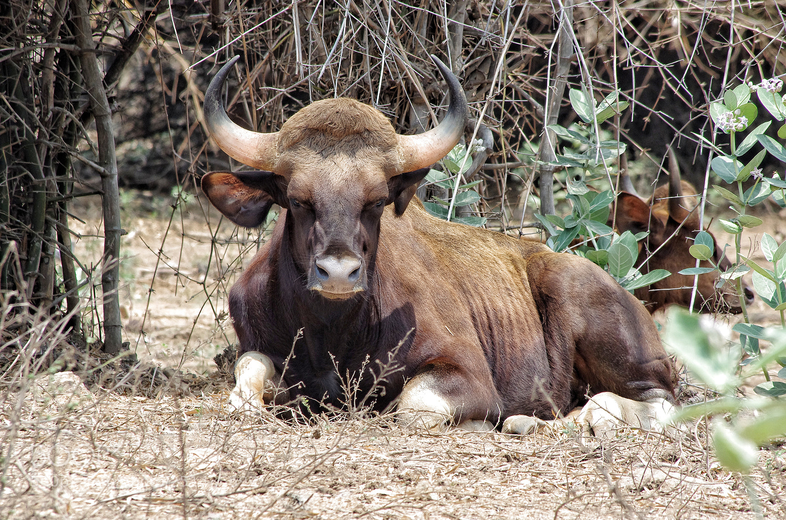 Pentax K-5 IIs sample photo. Indian gaur photography