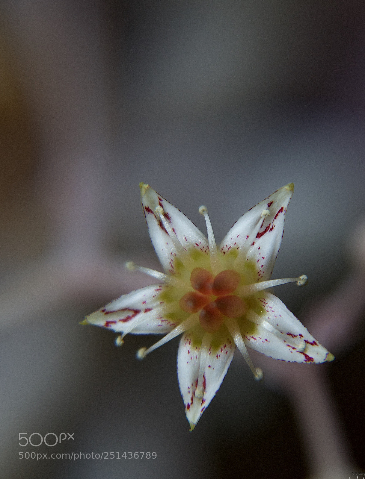 Nikon D3100 sample photo. You are my star⭐️ photography