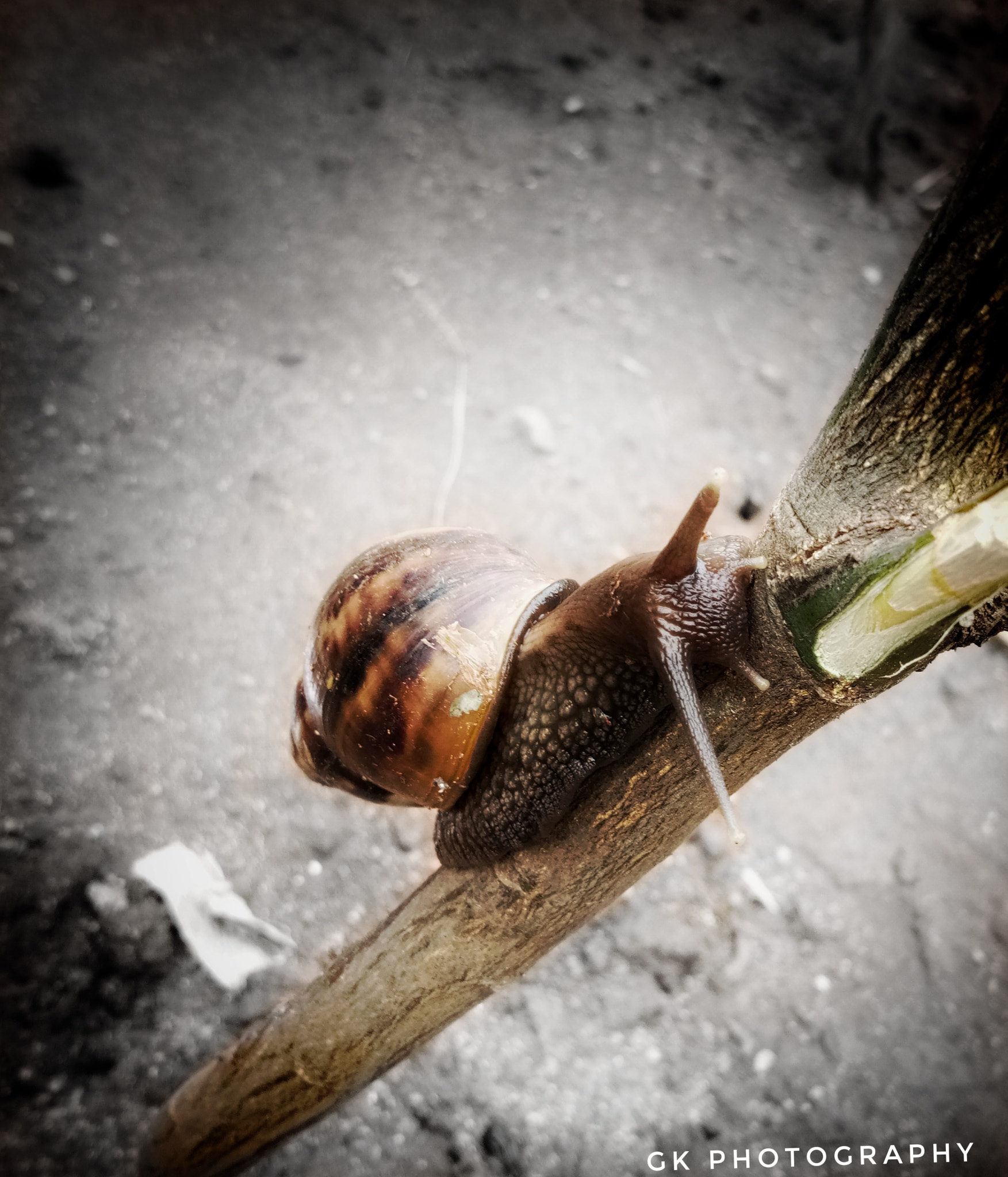 vivo 1601 sample photo. Snail photography