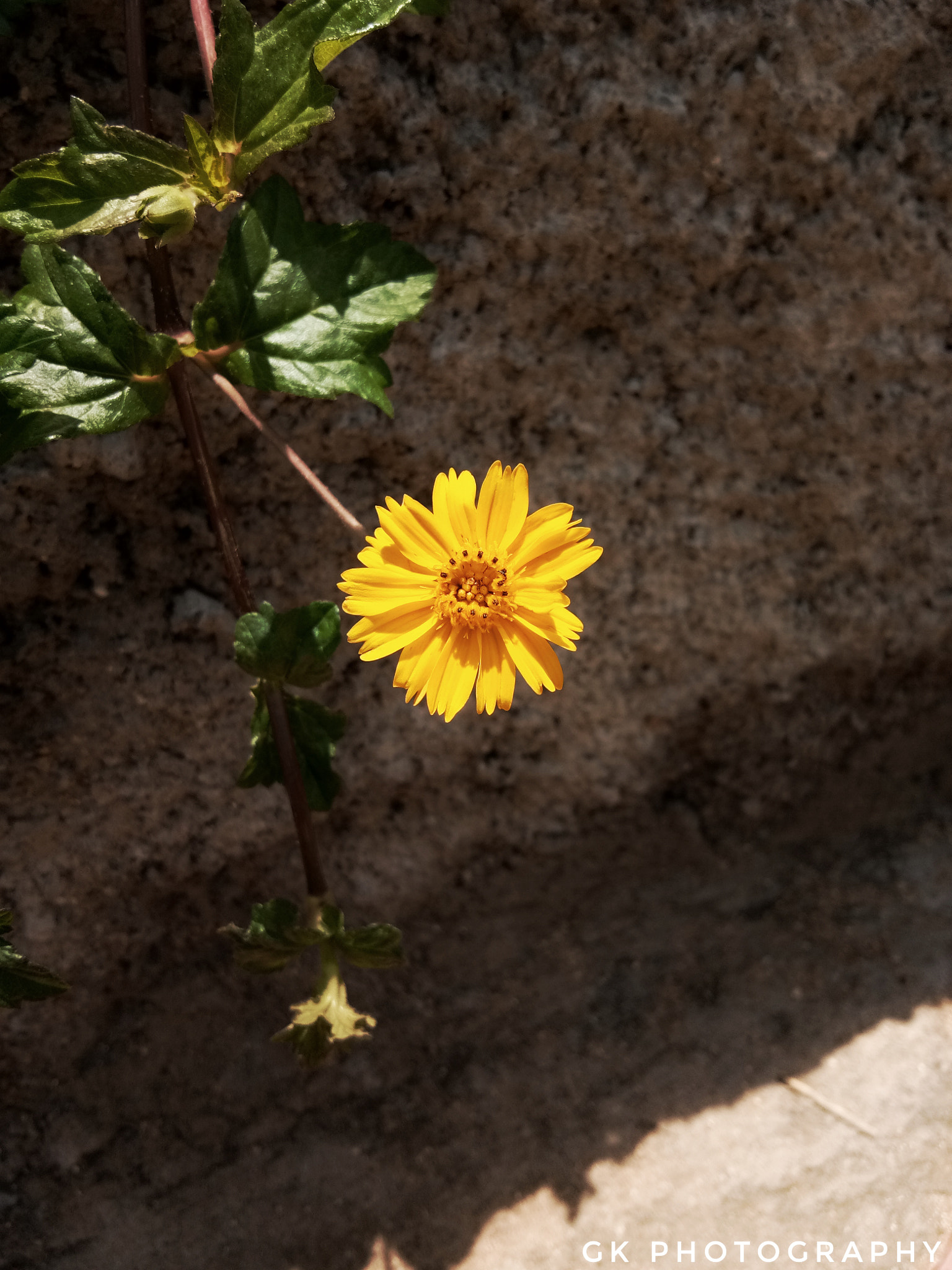 vivo 1601 sample photo. Flower photography