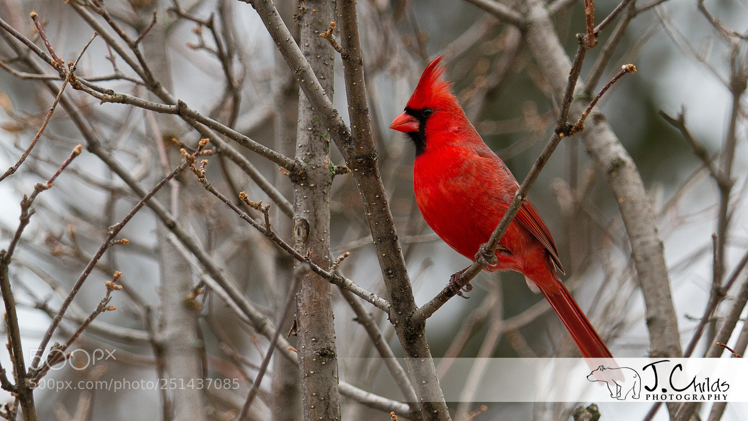 Canon EOS 7D sample photo. Cardinal photography