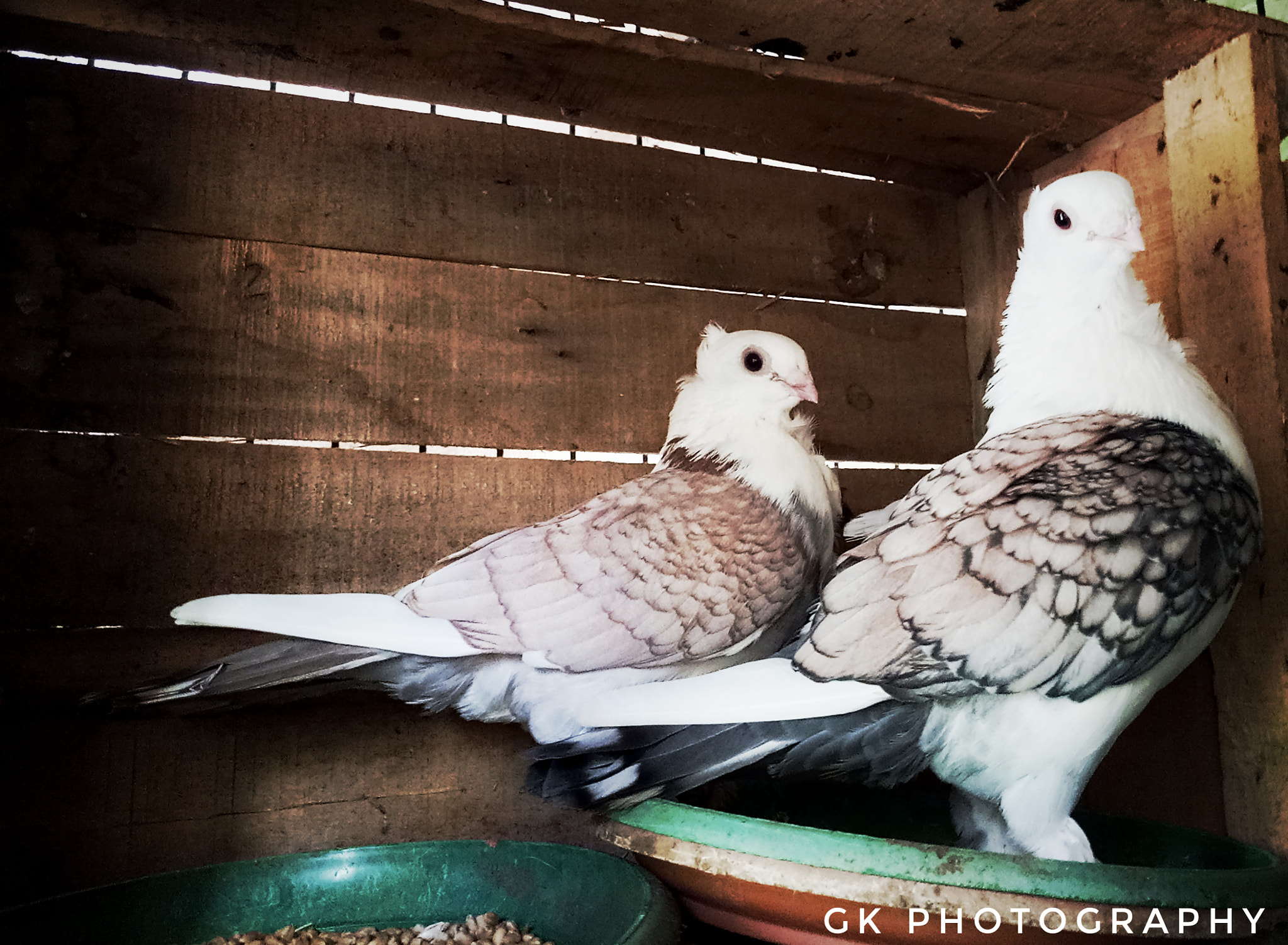 vivo 1601 sample photo. Satinet pegions photography