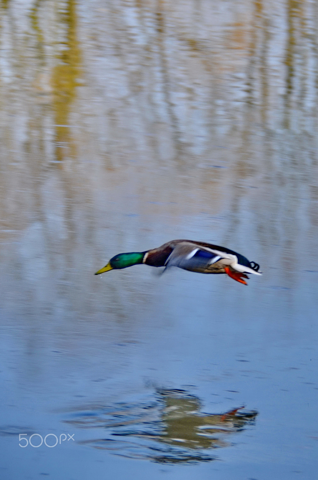 Nikon D7000 sample photo. Duck photography