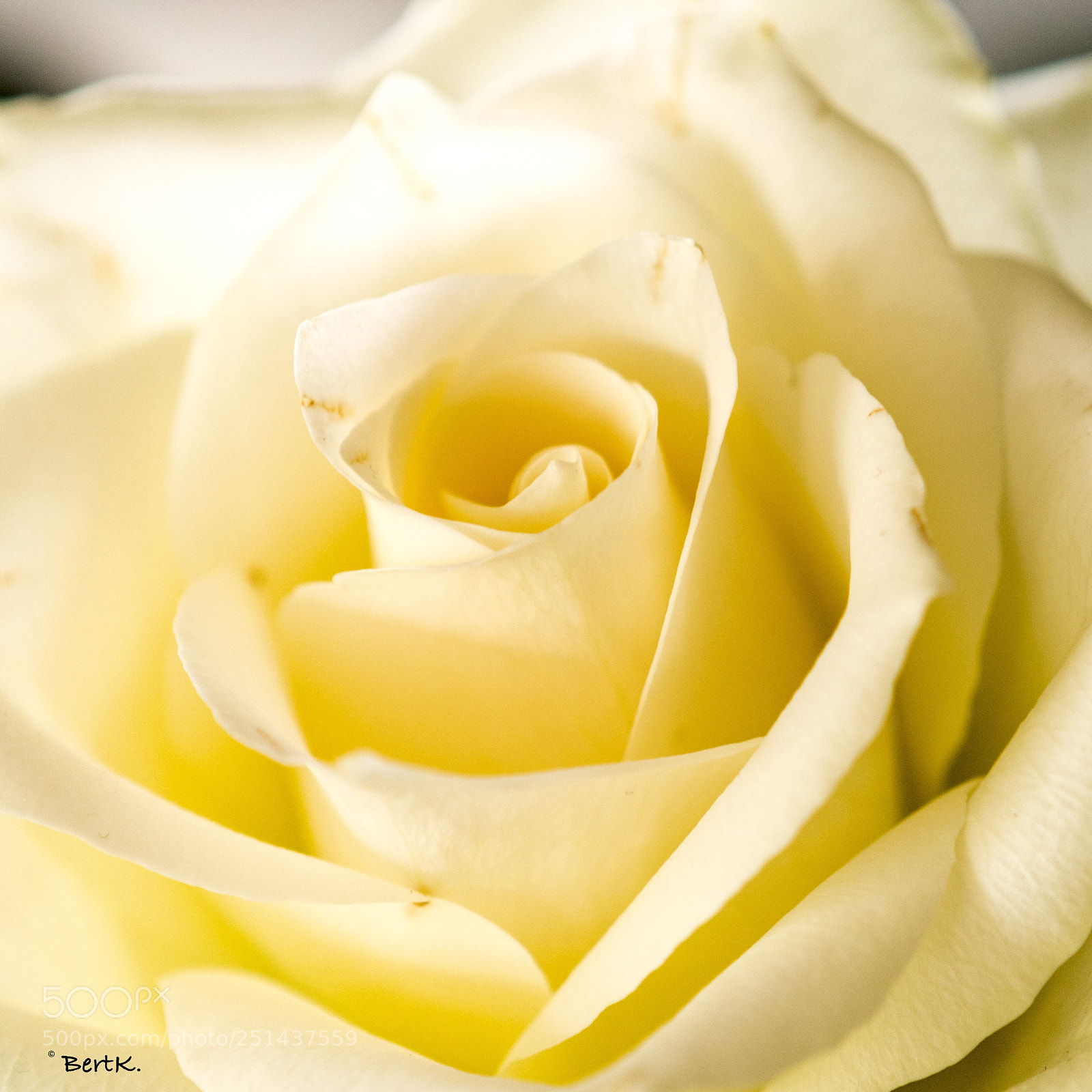 Nikon D500 sample photo. A rose photography