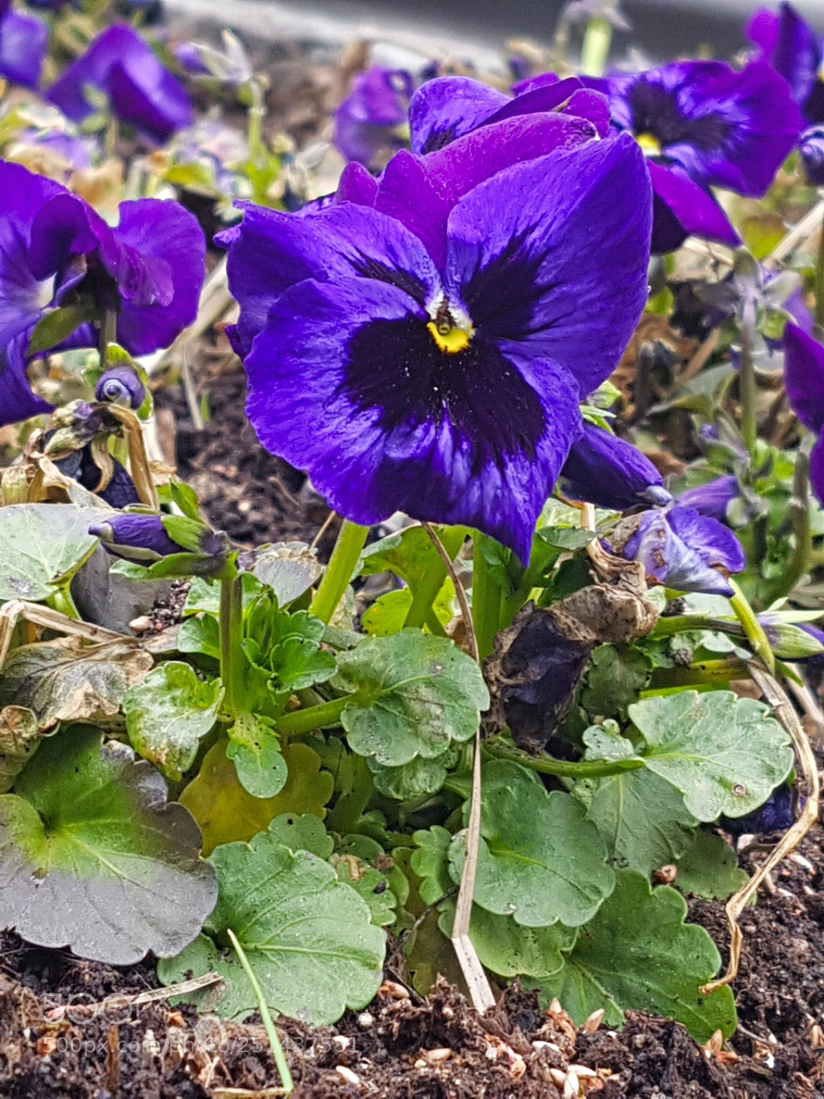 Samsung Galaxy S7 sample photo. Pansy flower photography