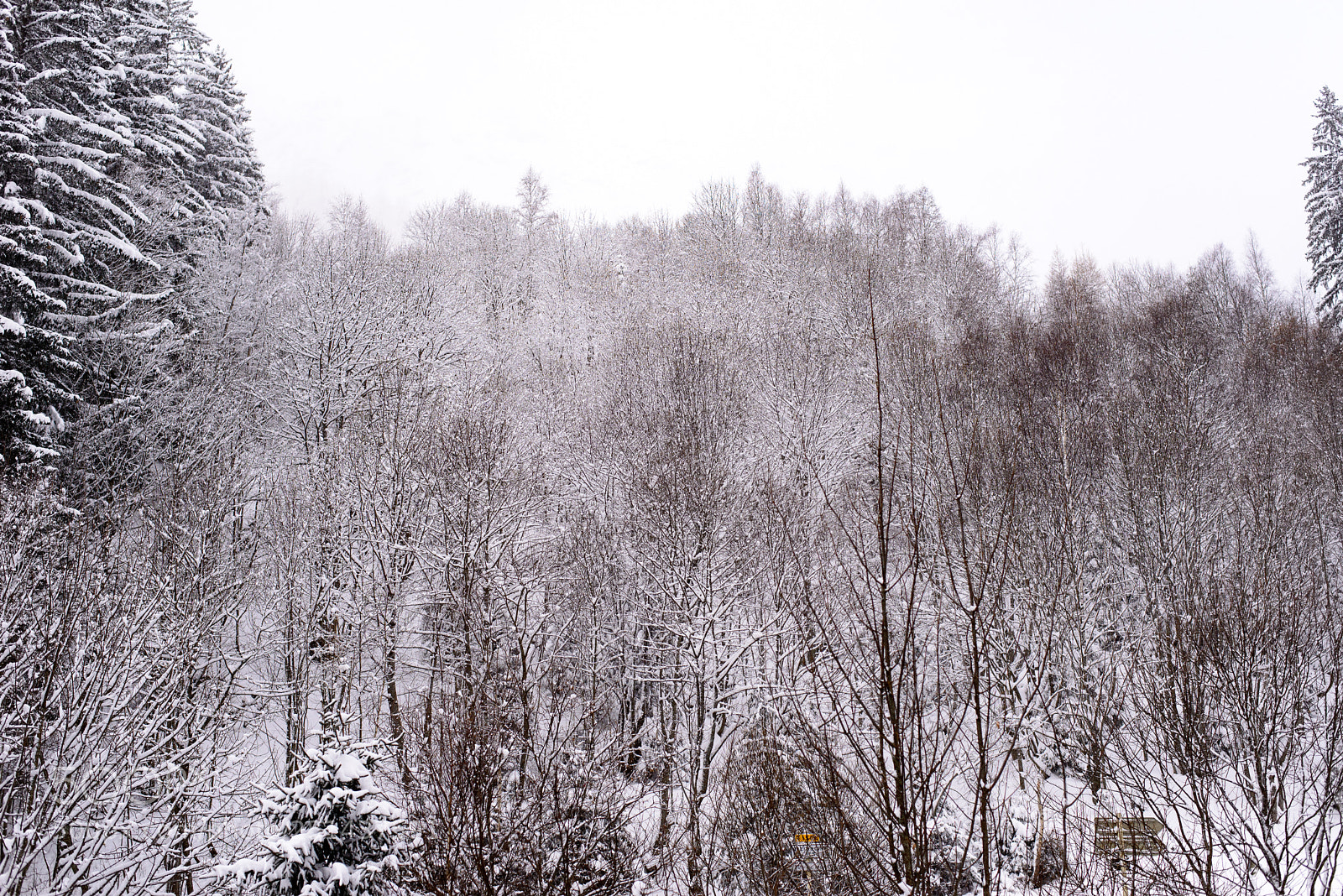 Nikon D610 sample photo. Wilderness photography