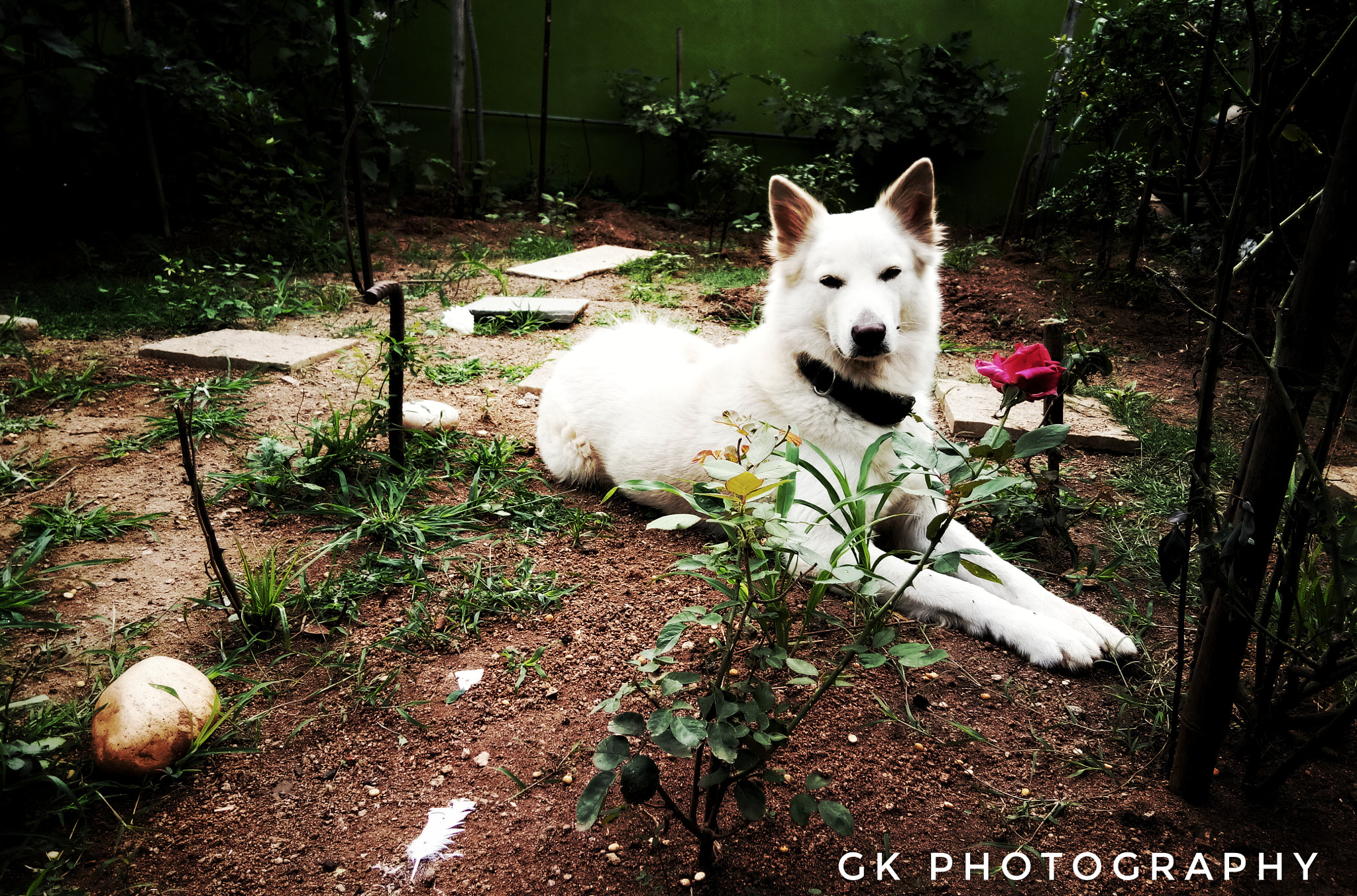 vivo 1601 sample photo. Dog photography