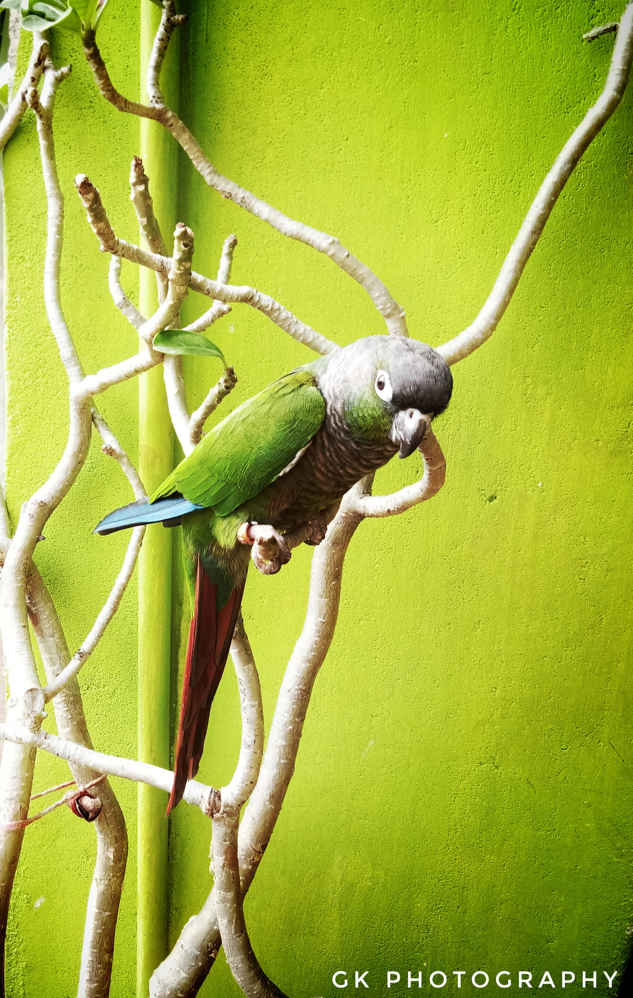 vivo 1601 sample photo. Green cheek conure photography