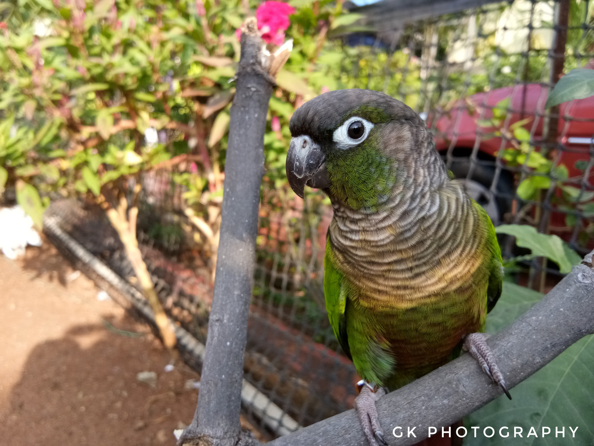 vivo 1601 sample photo. Green cheek maroon tailed conure photography