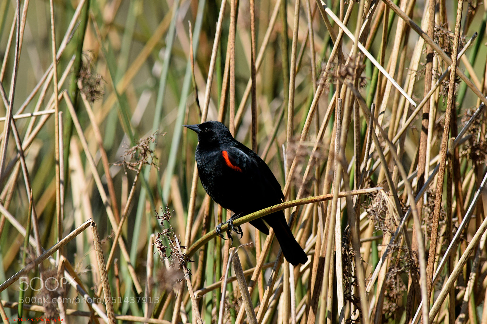 Nikon D3300 sample photo. Red wing blackbird photography