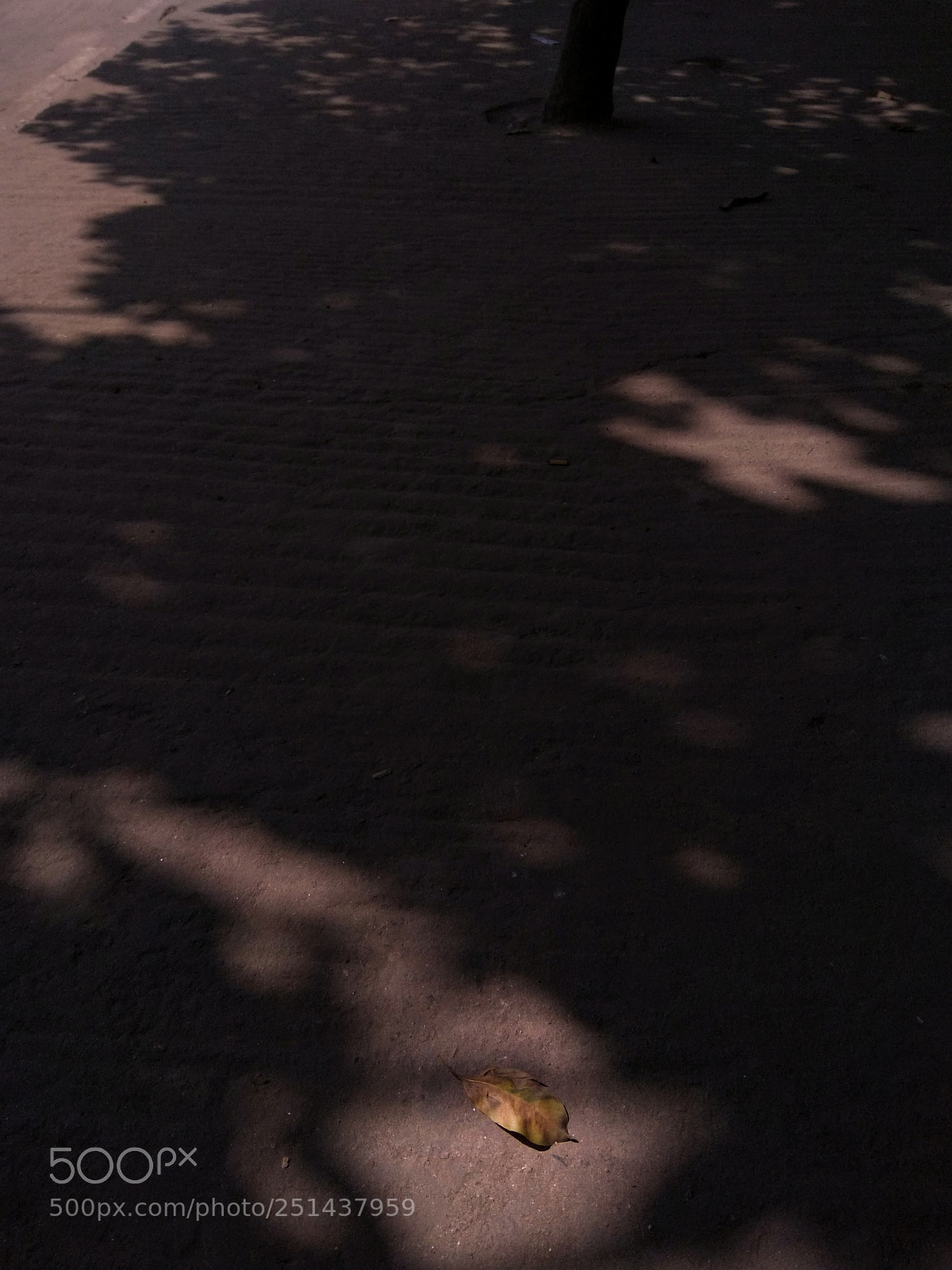 Xiaomi Redmi Note 4 sample photo. Light on the leaf photography
