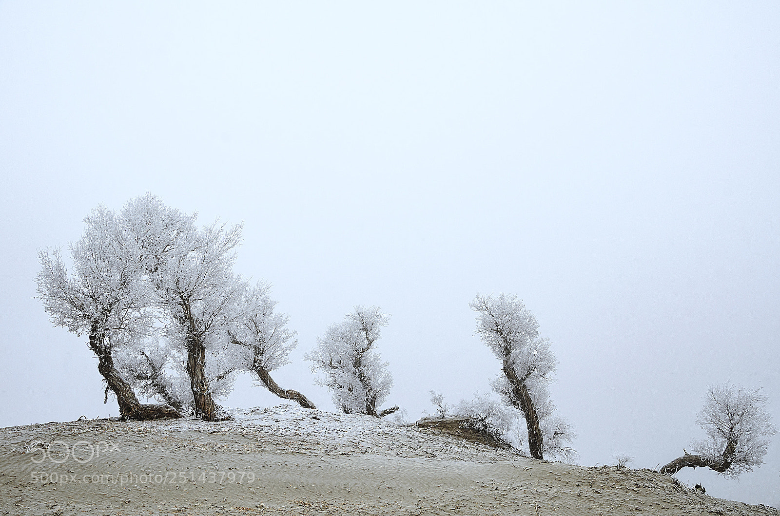 Nikon D7000 sample photo. The fog tree photography