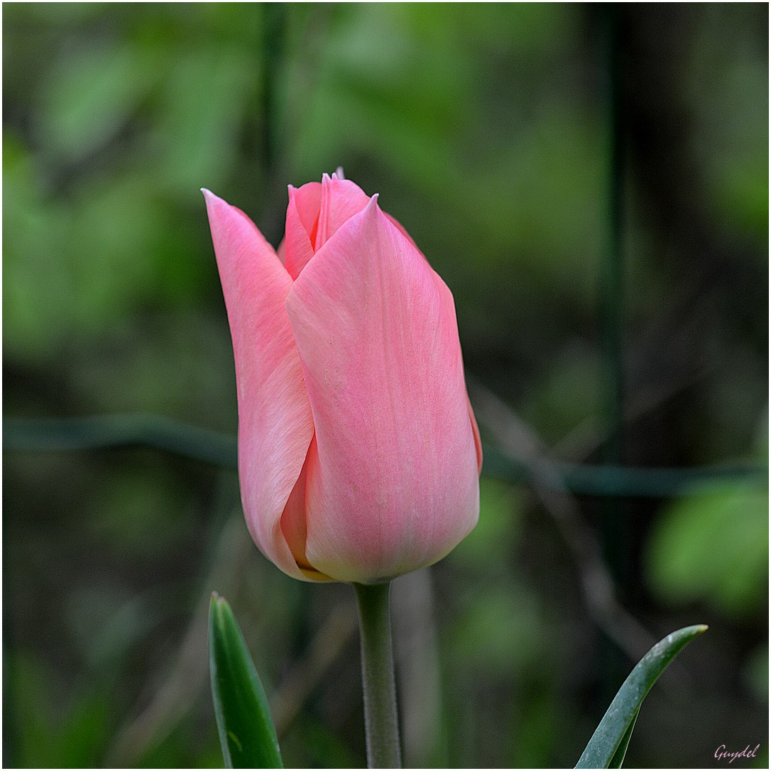 Nikon D5200 sample photo. Tulipe tendresse photography