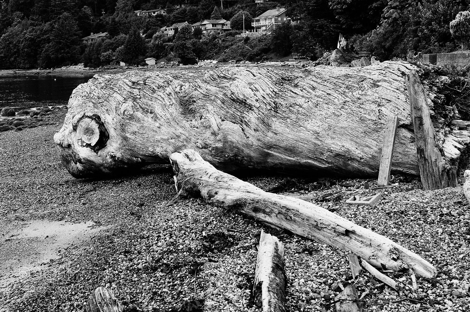 Nikon D90 sample photo. About whale and tree photography