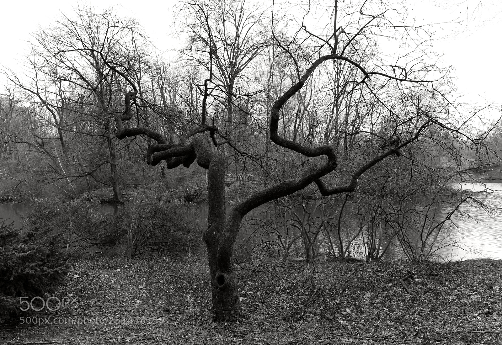 Sony a7R II sample photo. My favorite central park photography