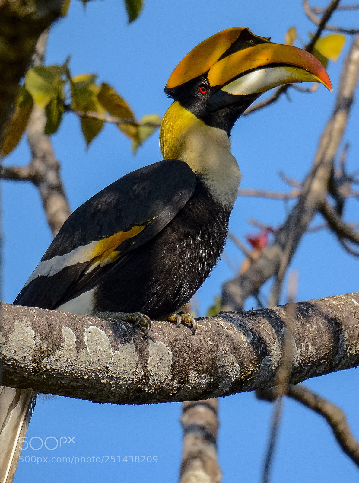 Nikon D7100 sample photo. The great indian hornbill  photography