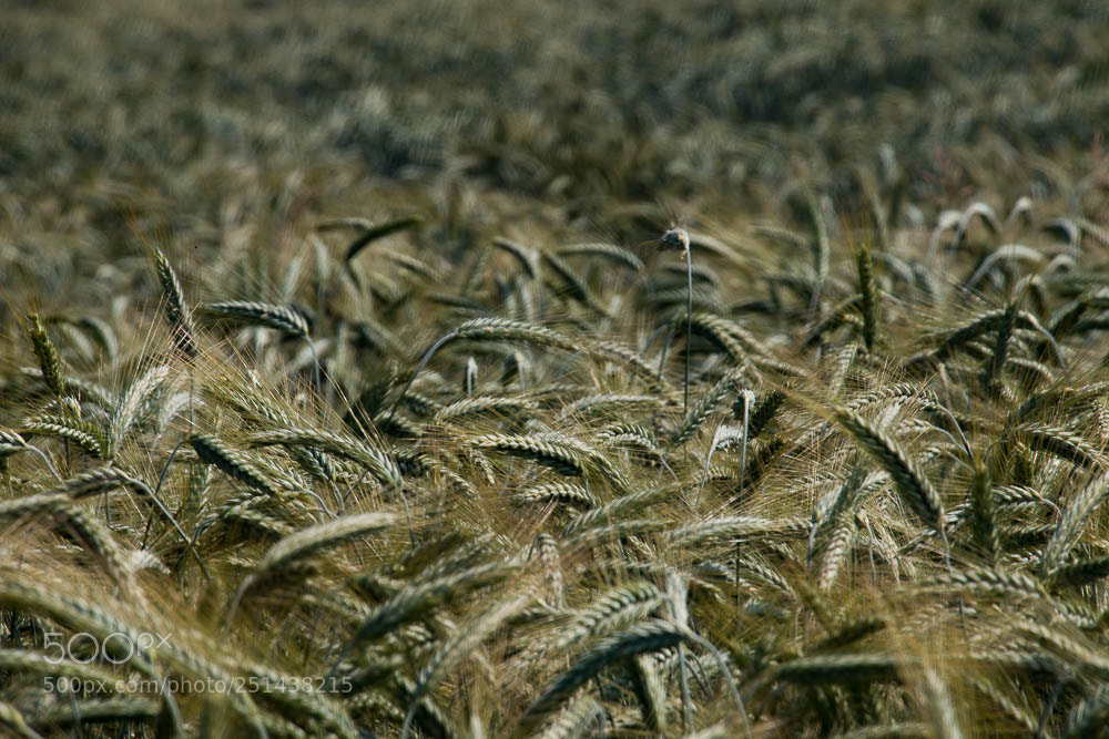 Canon EOS 70D sample photo. Grano photography